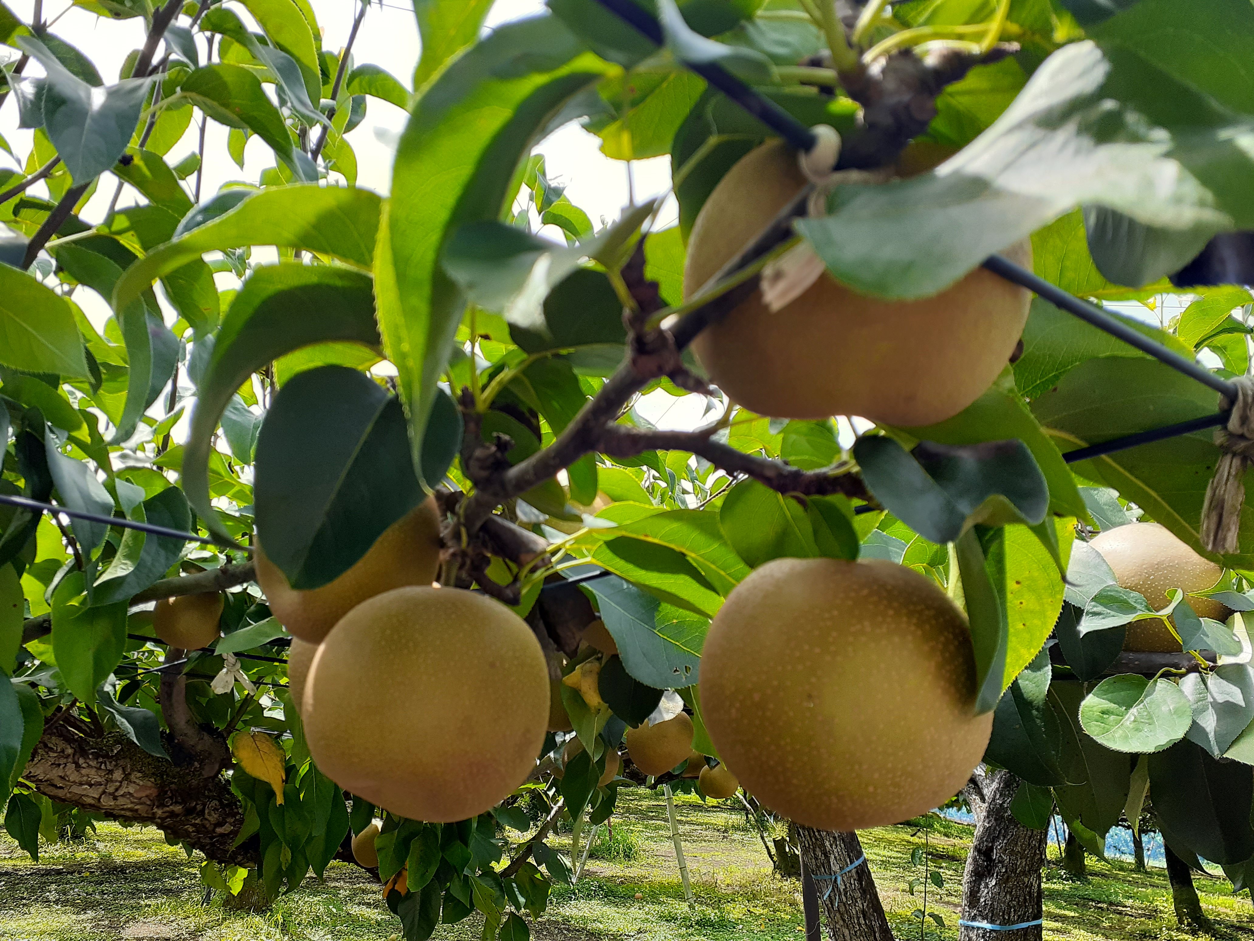 「完熟梨 幸水」の収穫が増えてきました!