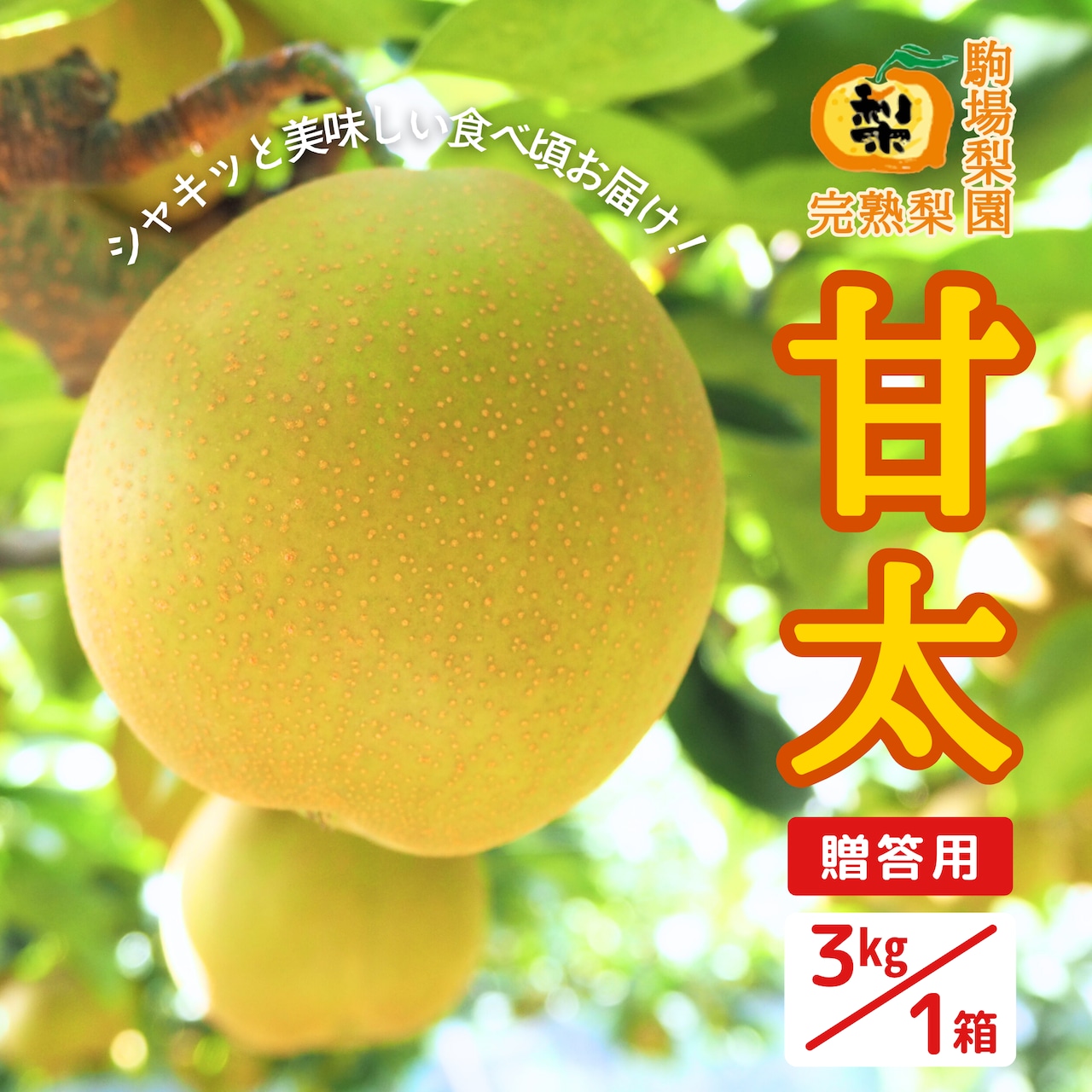 「完熟梨・甘太」9/10(水)注文受付開始!