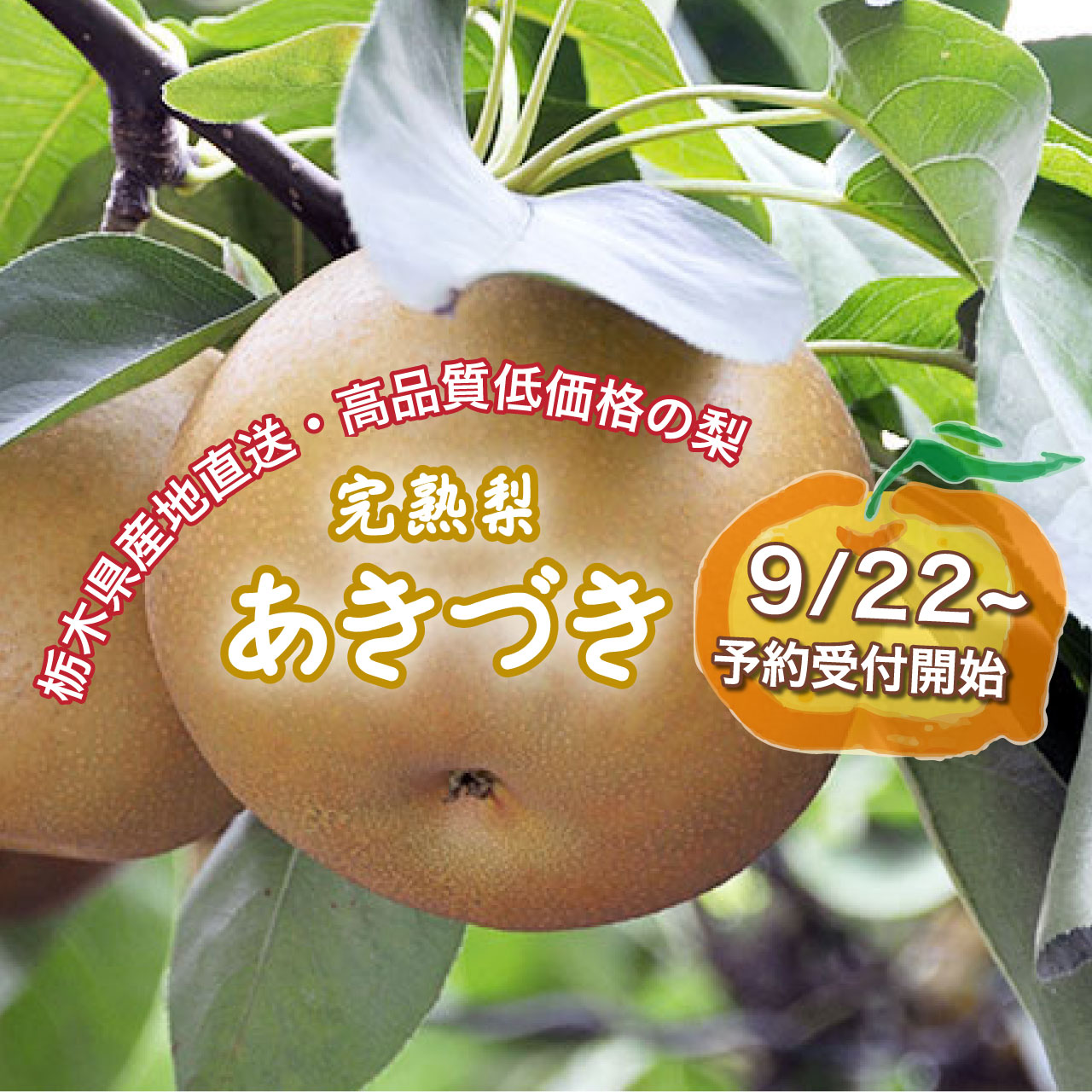 栃木県産完熟梨「あきづき」9/22～販売予約受付可開始いたします！