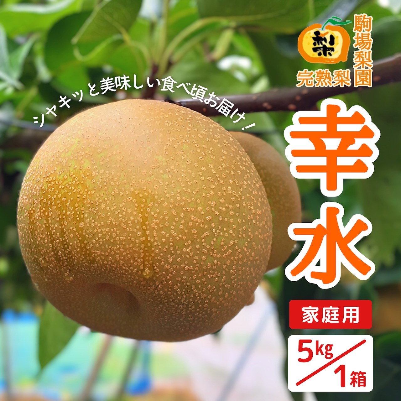 完熟梨・幸水 7/25(金)注文受付開始!