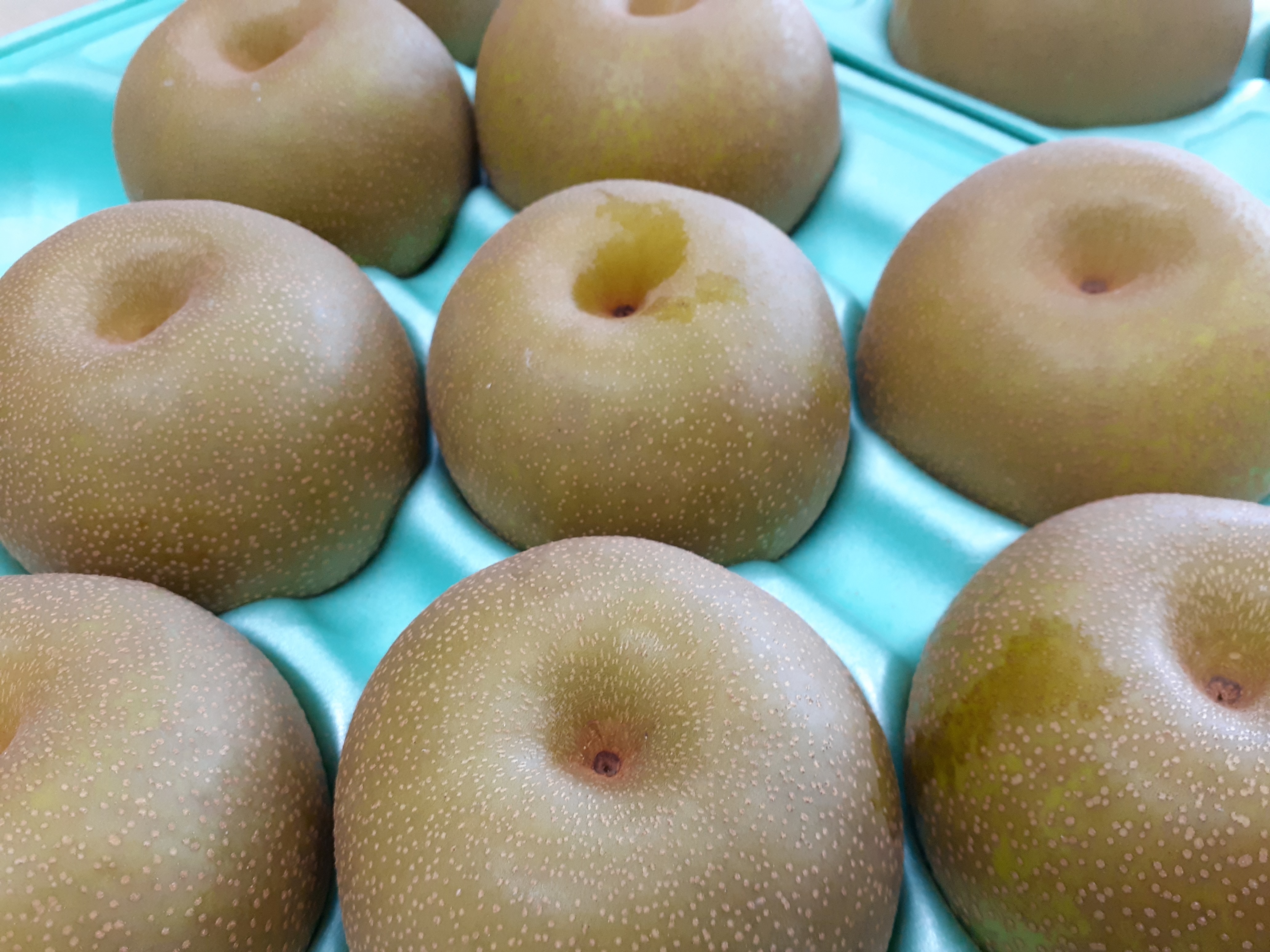 梨「幸水」まもなく発送が始まります!