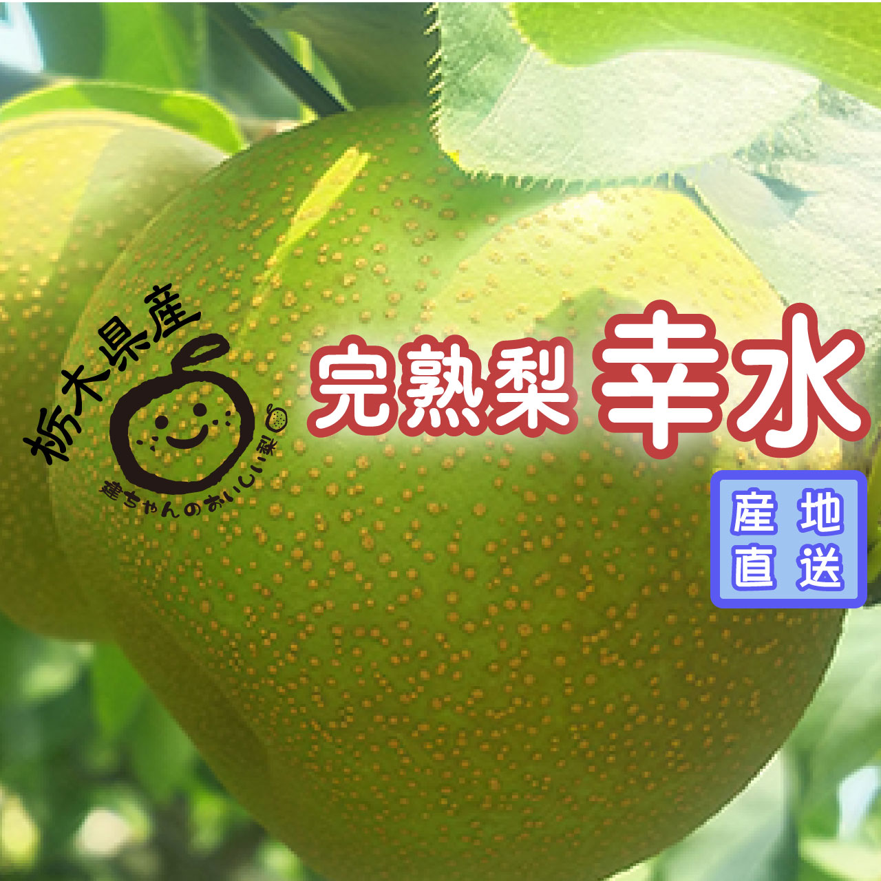 栃木県産完熟梨・幸水《8/1～》予約受付開始します