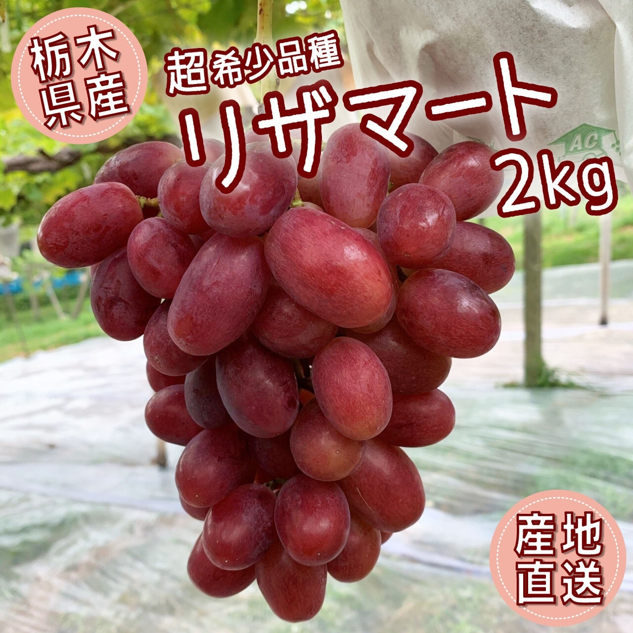 「リザマート」今シーズン最後・数量限定で注文受付！今週末収穫分を発送します！！