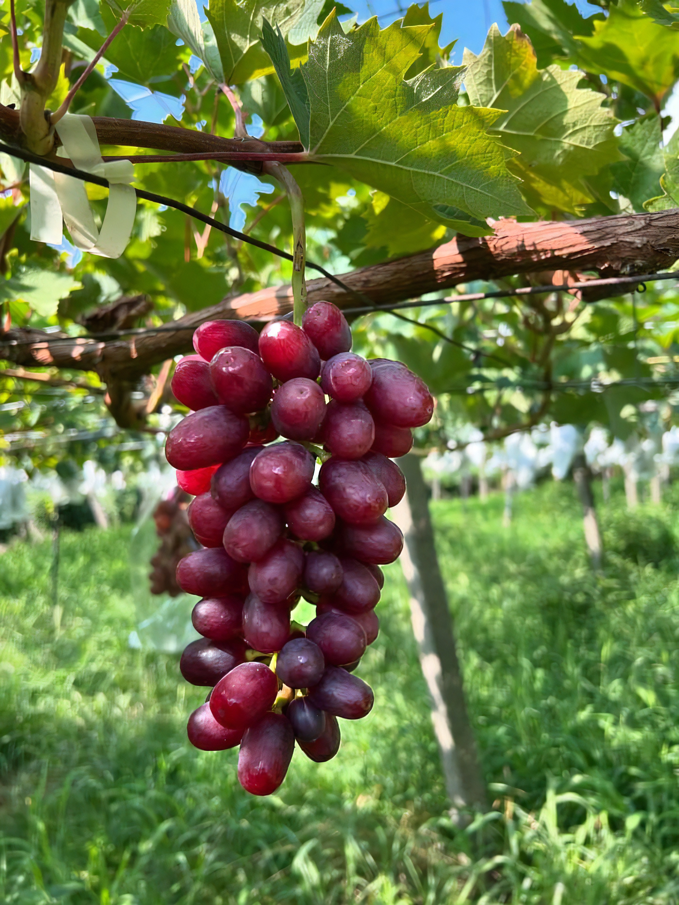 完売御礼！！ 2025年シーズンの「ぶどう」は収穫・販売が終了です！