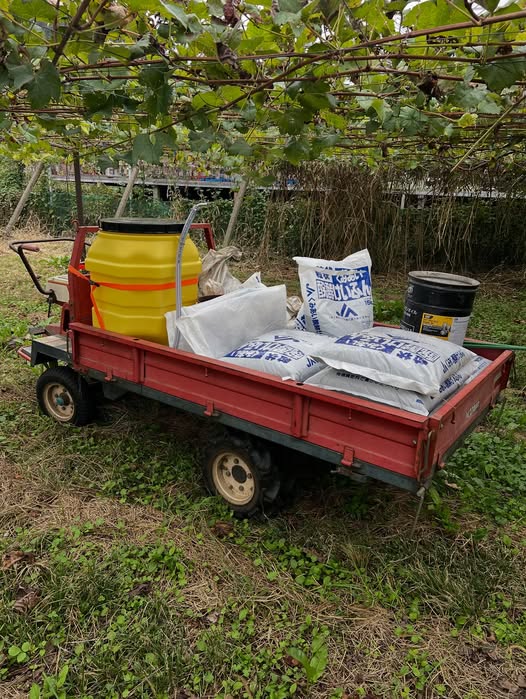 ぶどう畑より愛を込めて　part4　2025年10月～2025年11月