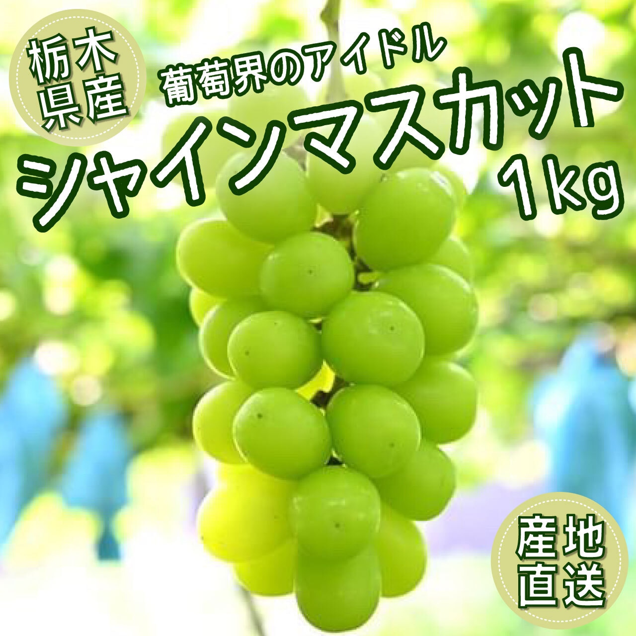 収穫・発送状況です！