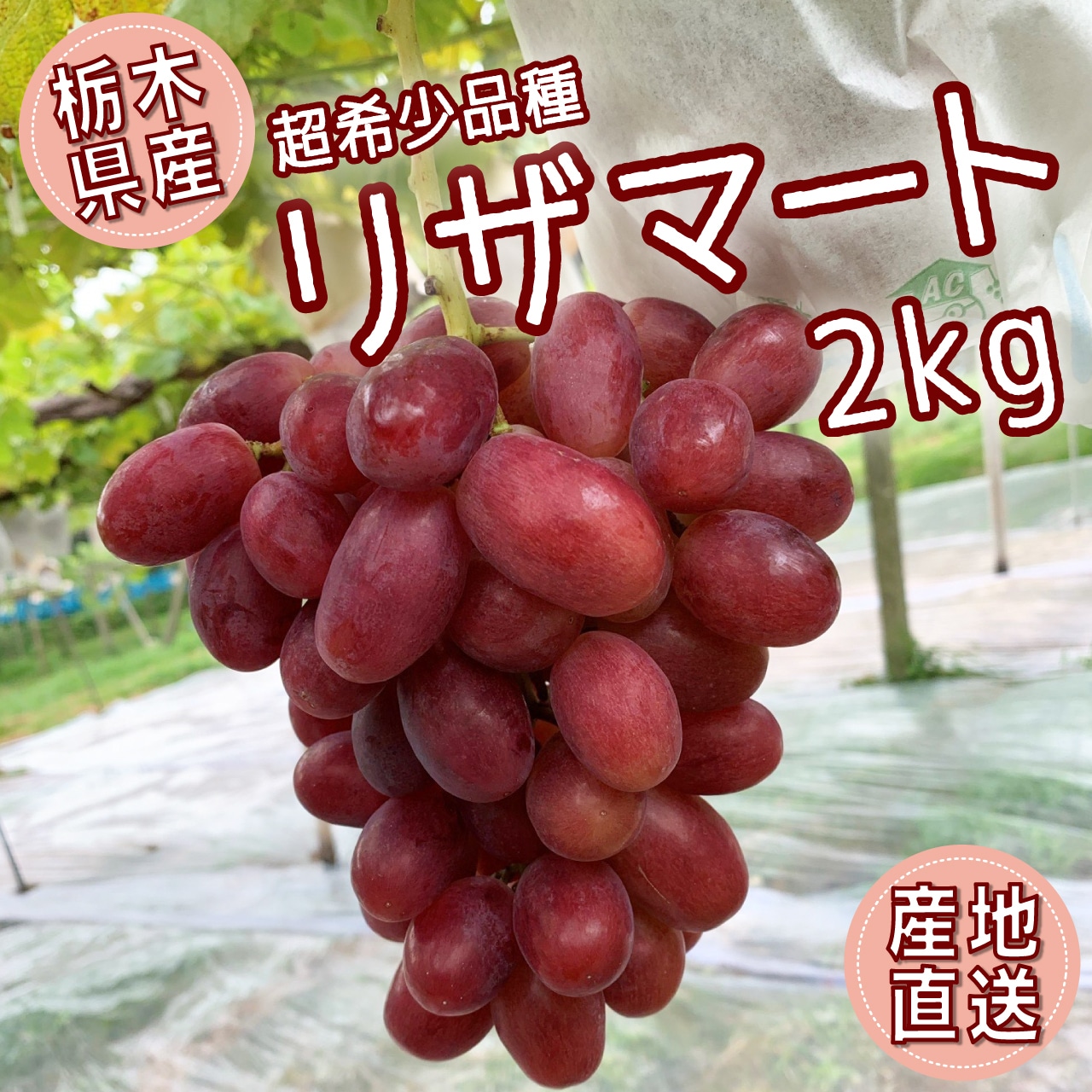 本日（8/1）より、ぶどうの注文受付を開始！