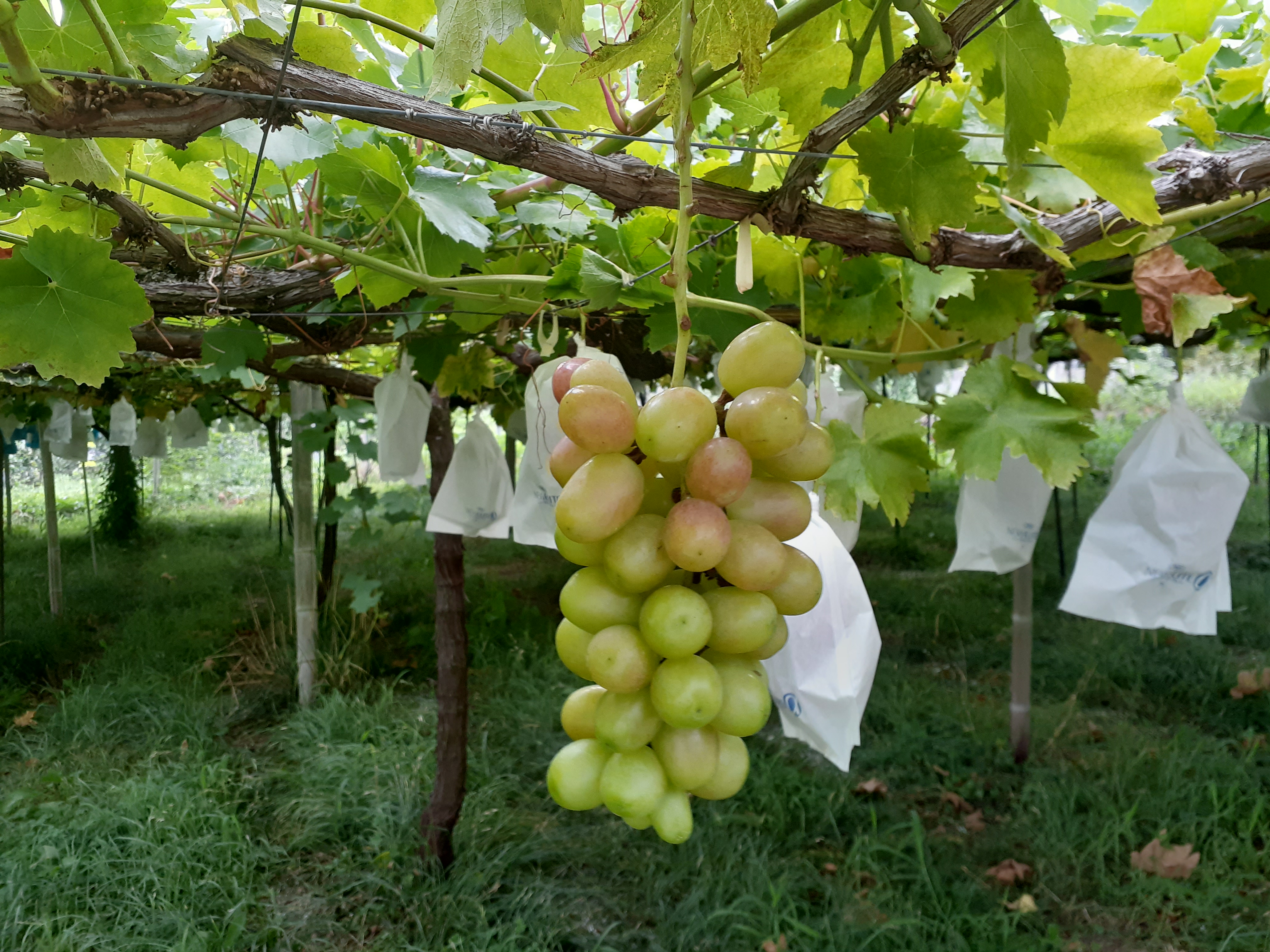 2025年シーズンの「ぶどう」を8月1日に注文受付開始！