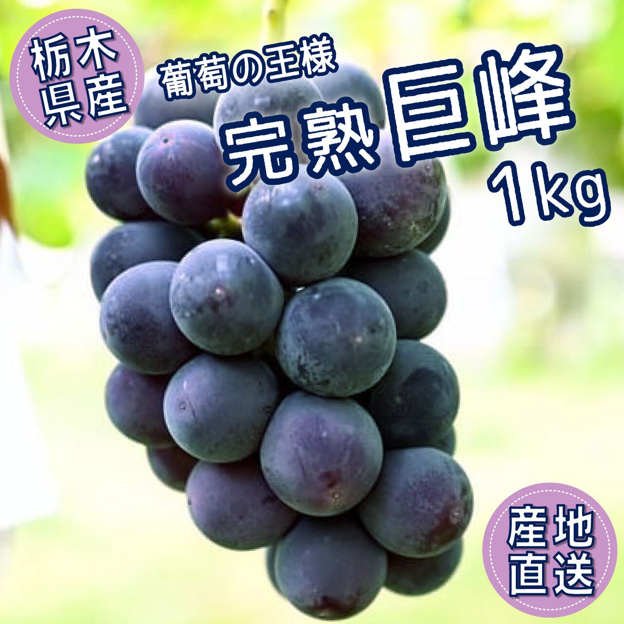 「完熟巨峰」一旦注文受付を停止！