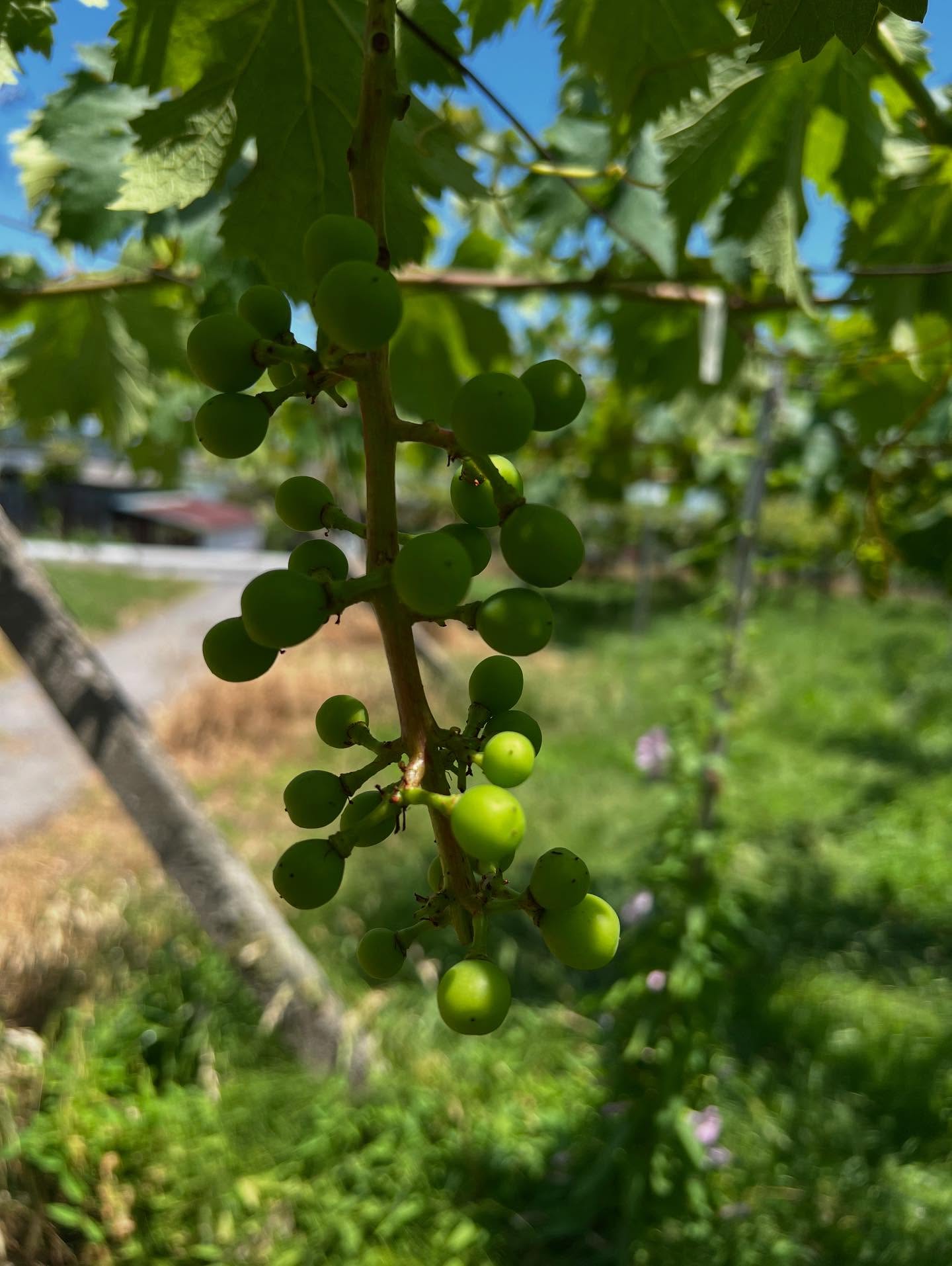 ぶどう畑より愛を込めて　part4　2025年6月～2025年7月　＆　注文受付開始日について