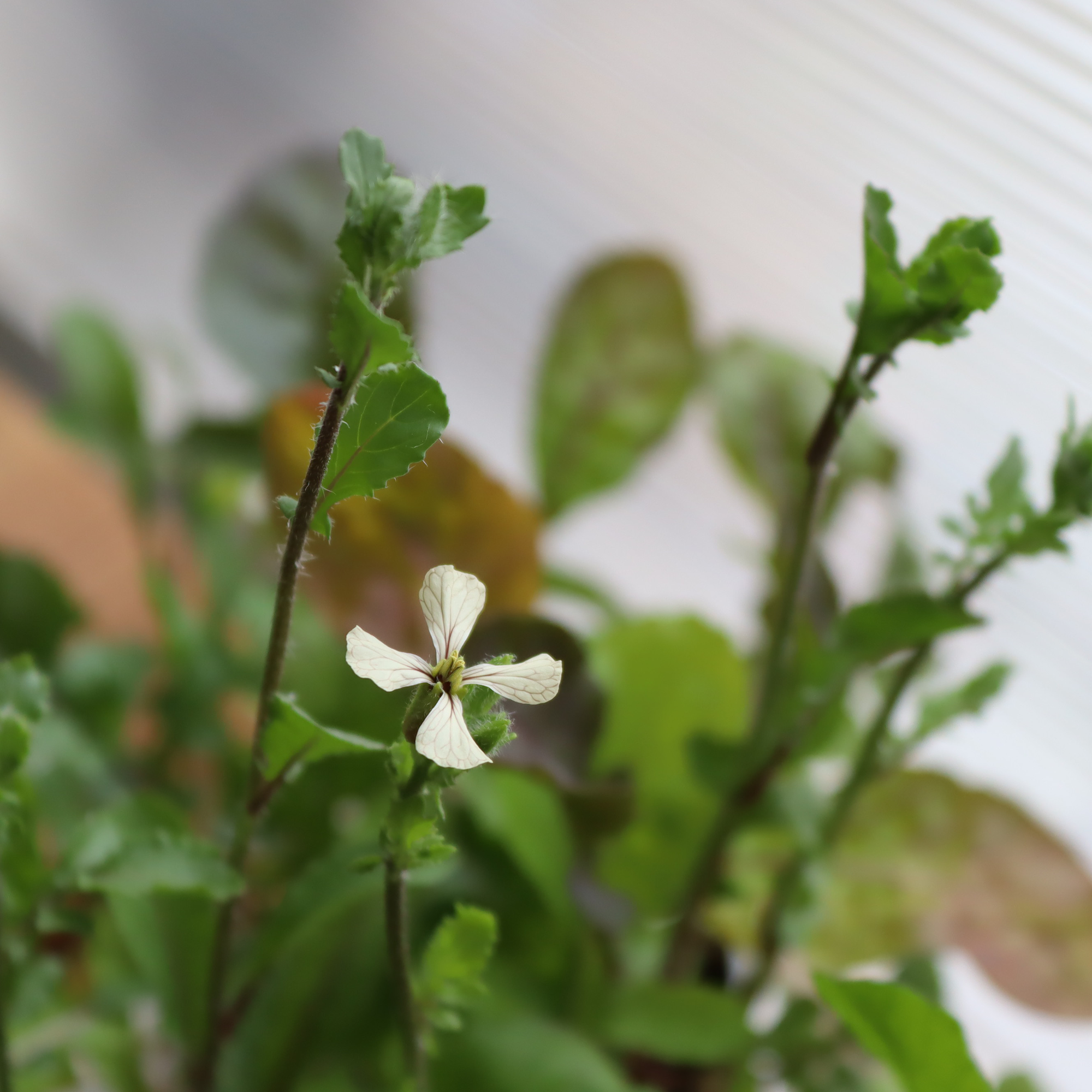ルッコラの花