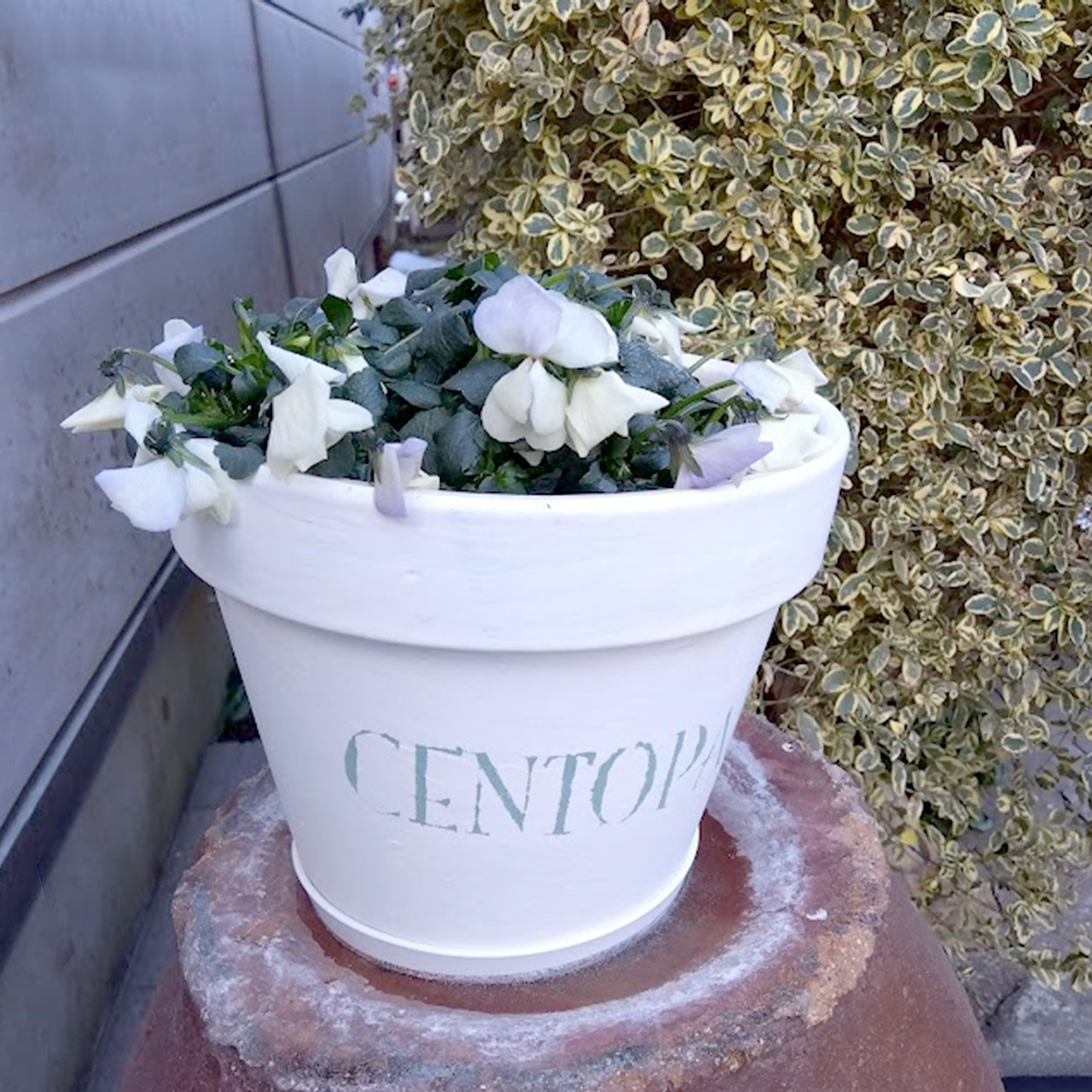 気絶したビオラとバードケーキ