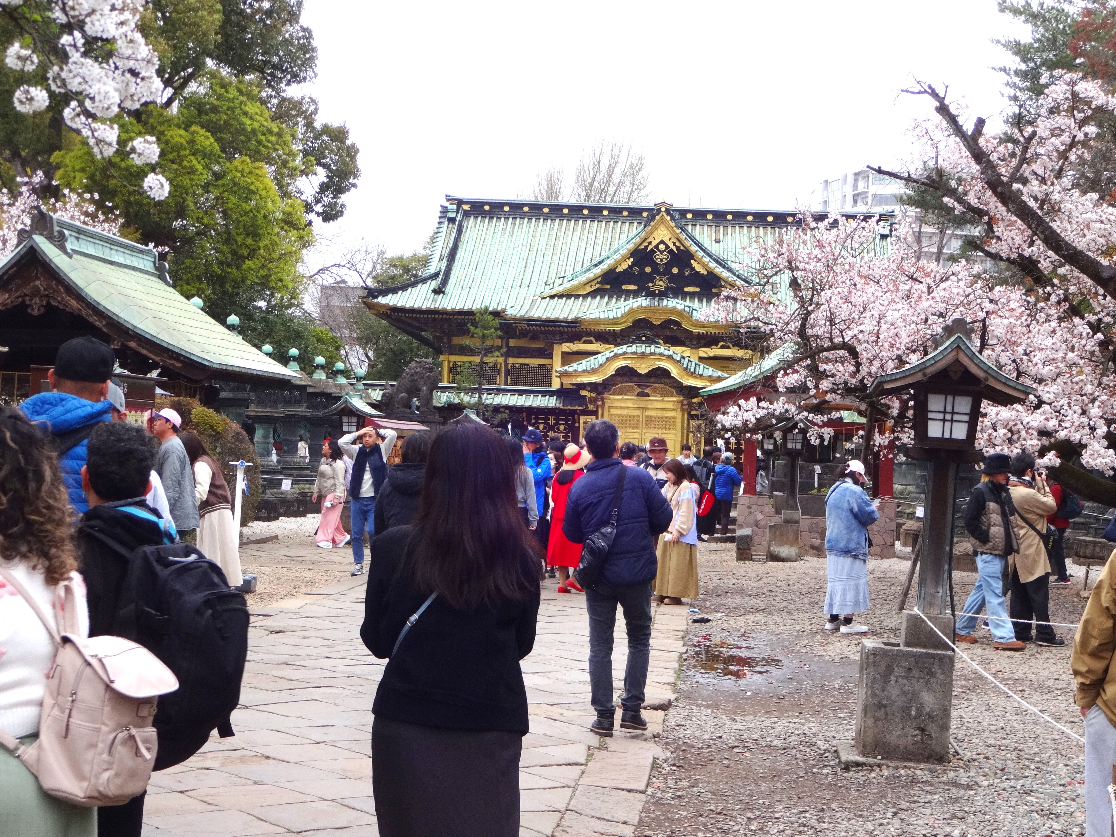 イタリアでも桜はありますが、日本のソメイヨシノに勝る桜はありません。上野東照宮の桜も美しいです。