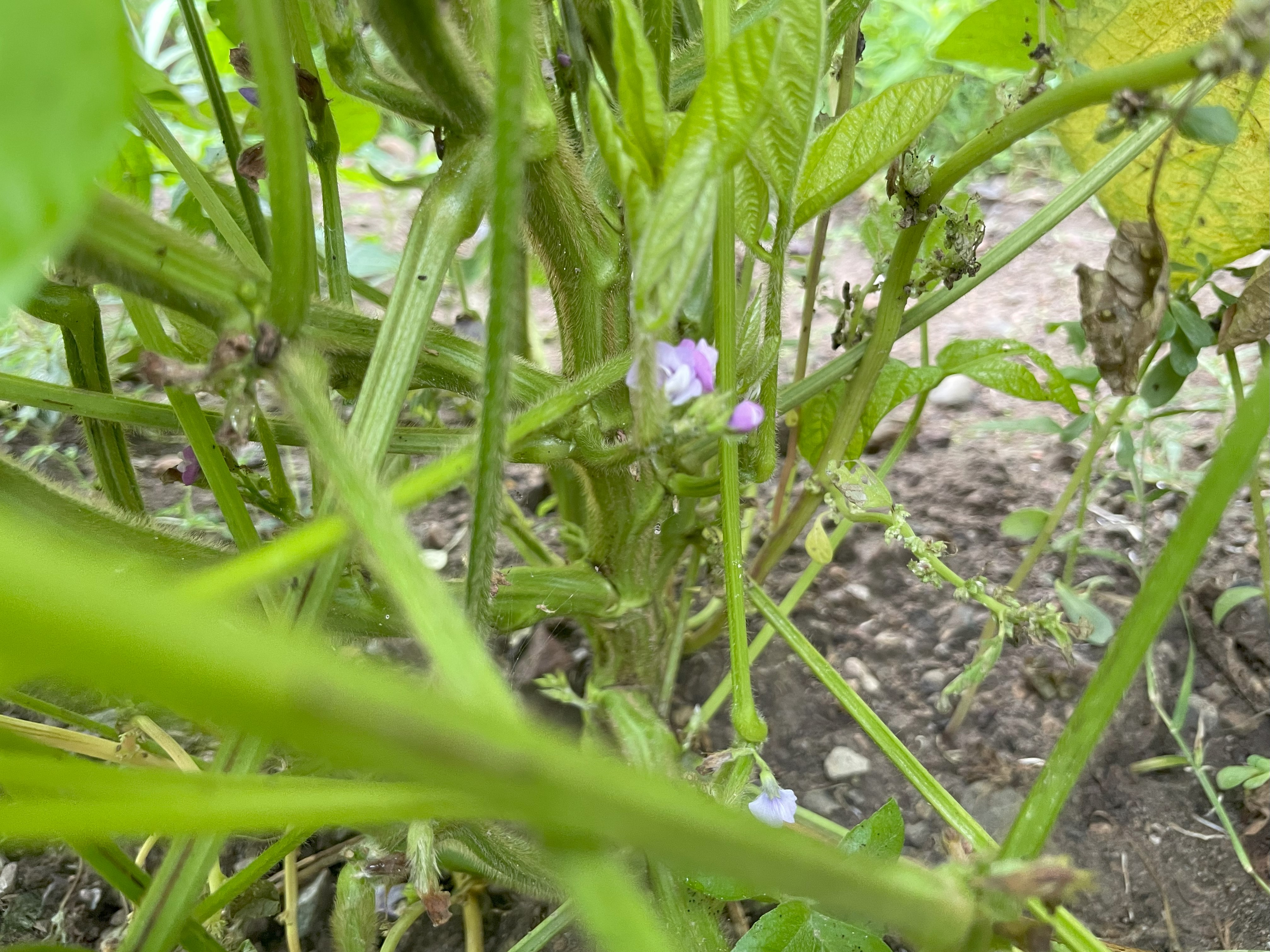 黒豆の花さかりです！