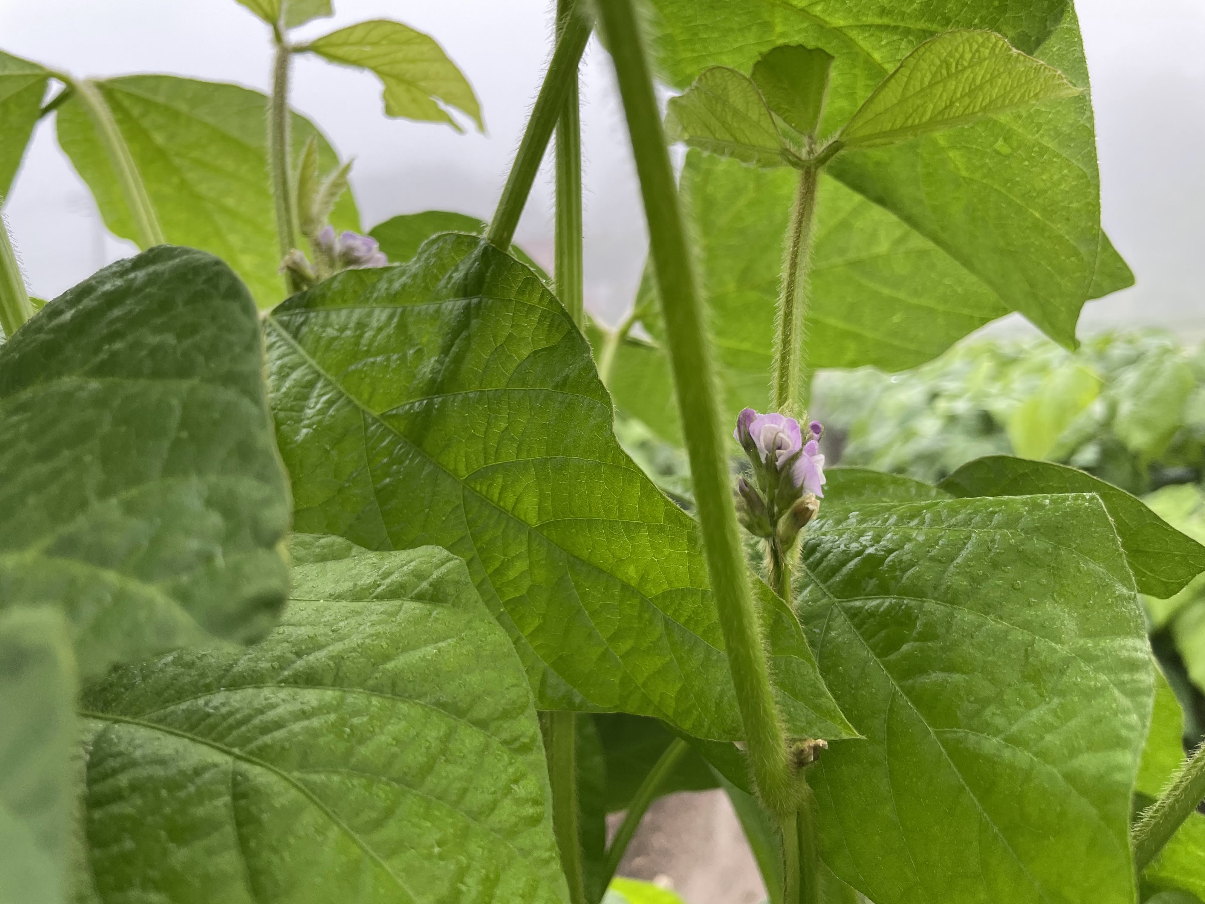 現在、黒豆の花が、満開です！