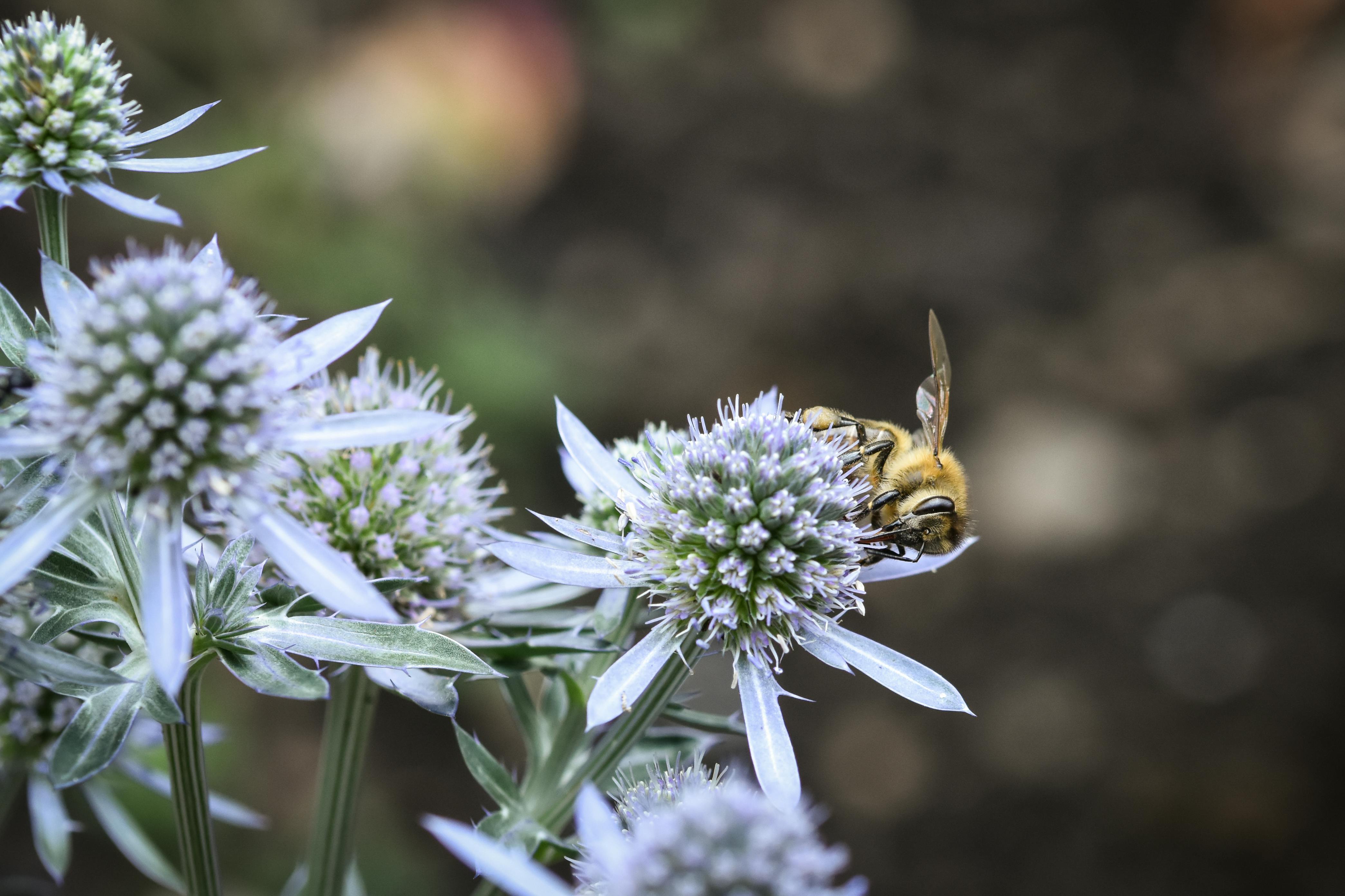 はちみつは工業製品ではありません