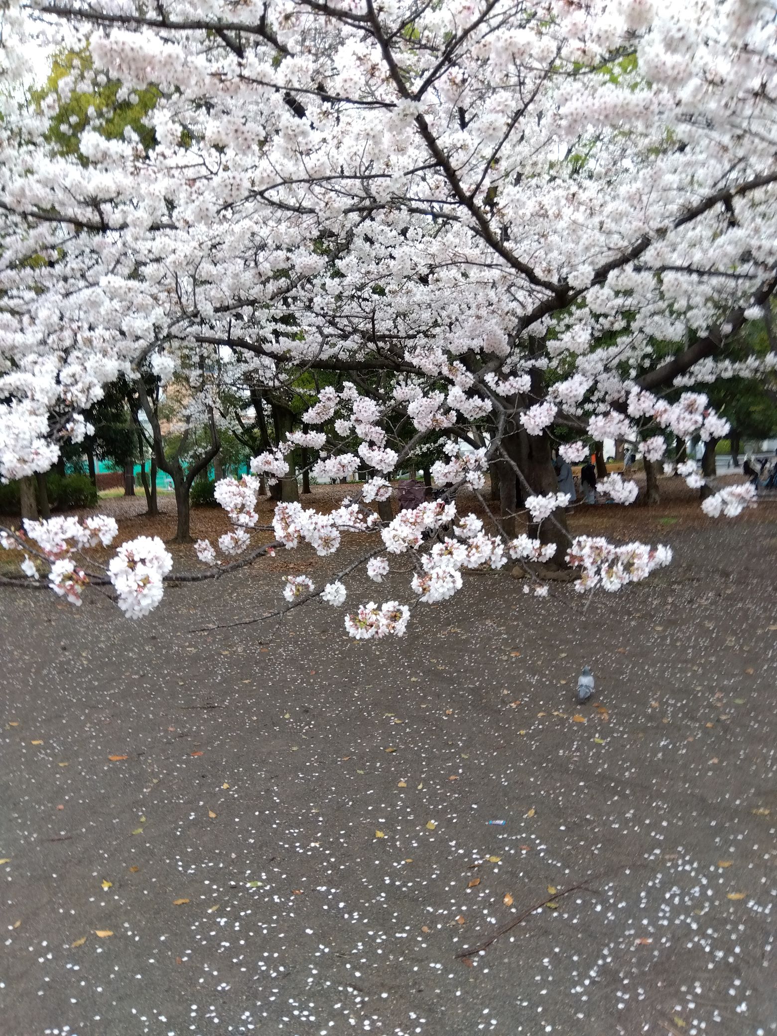 嵐に耐えるも蝶の羽音に散る　～　ワインと桜