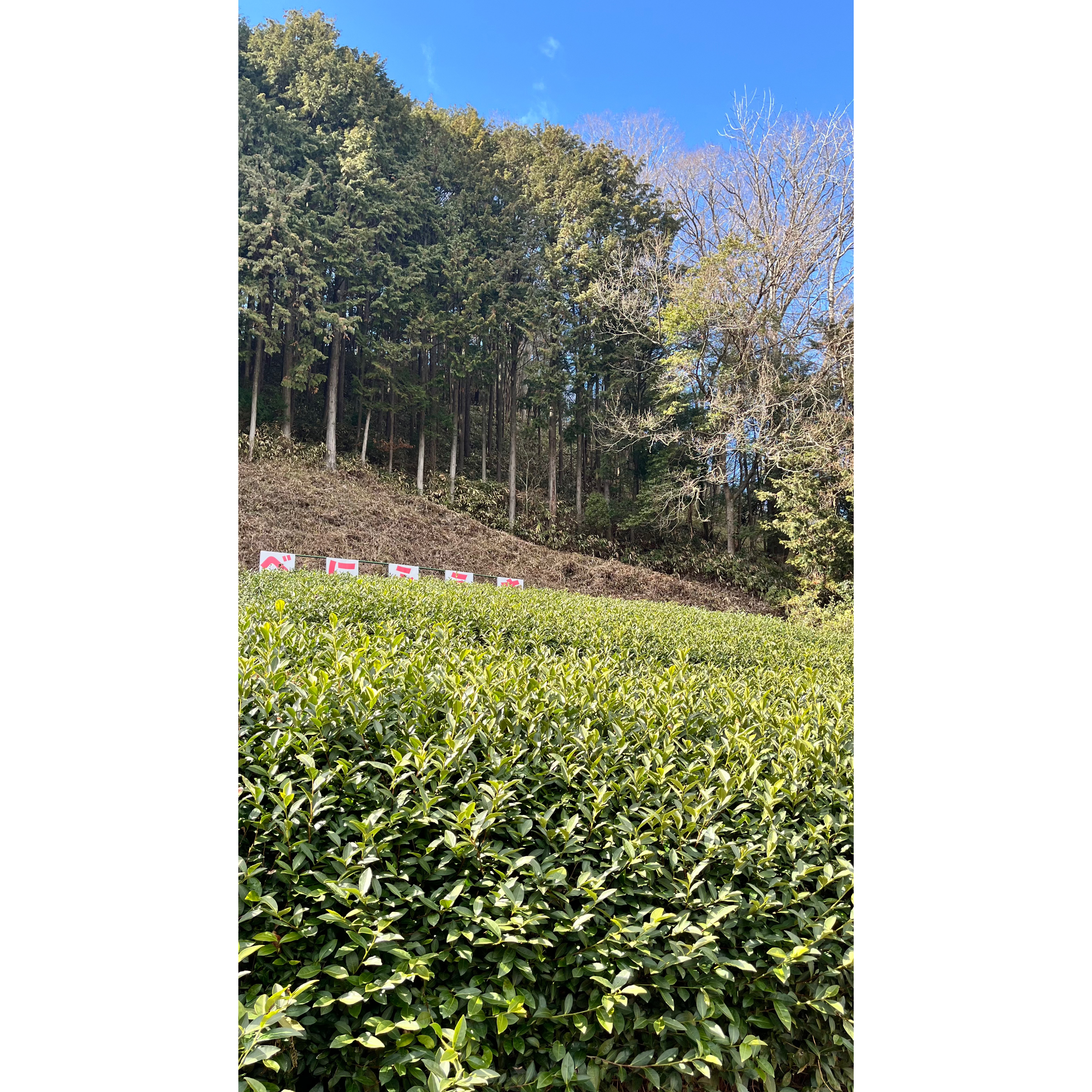 寒波のあとは…立春ですね！