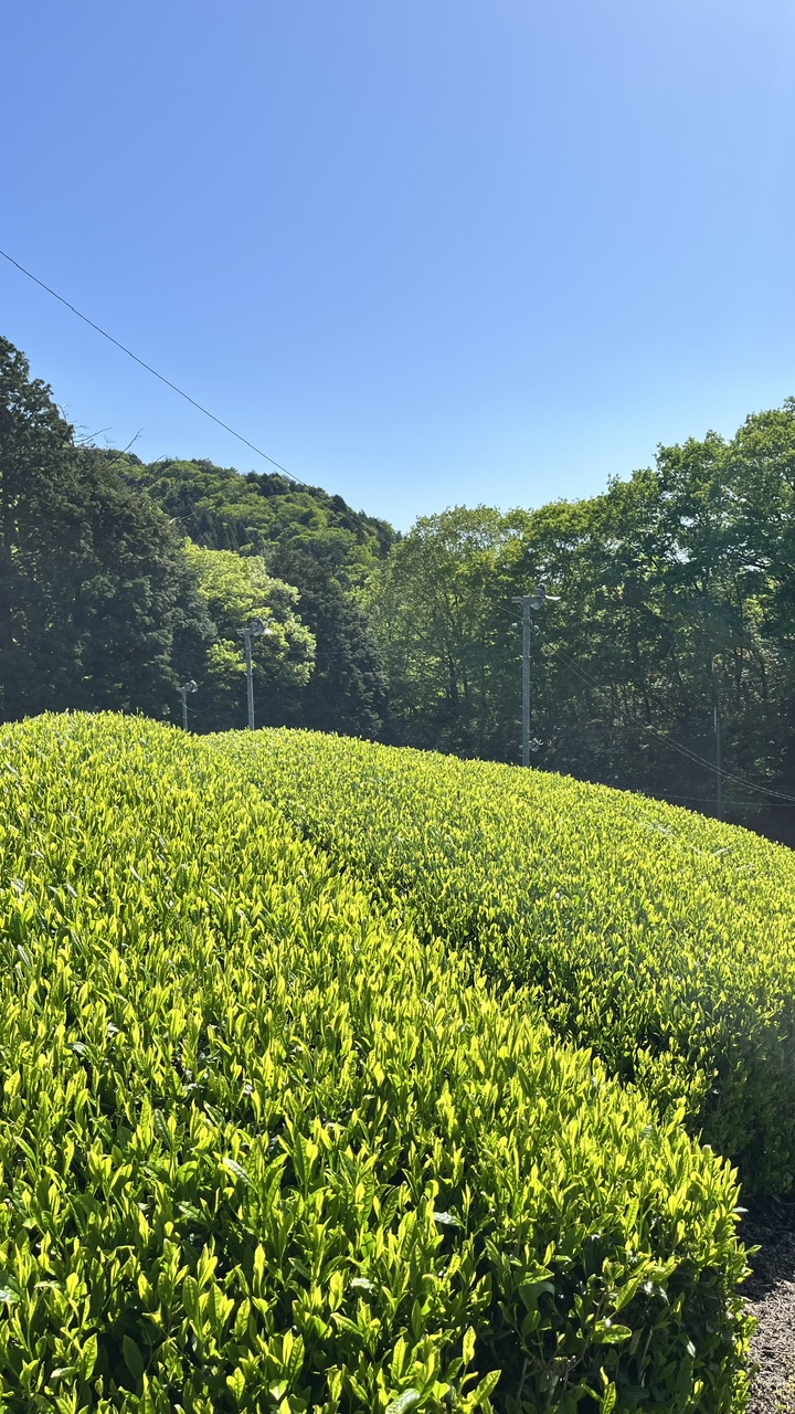 2026年朝宮茶(一番煎茶) 「里山の詩(うた)」