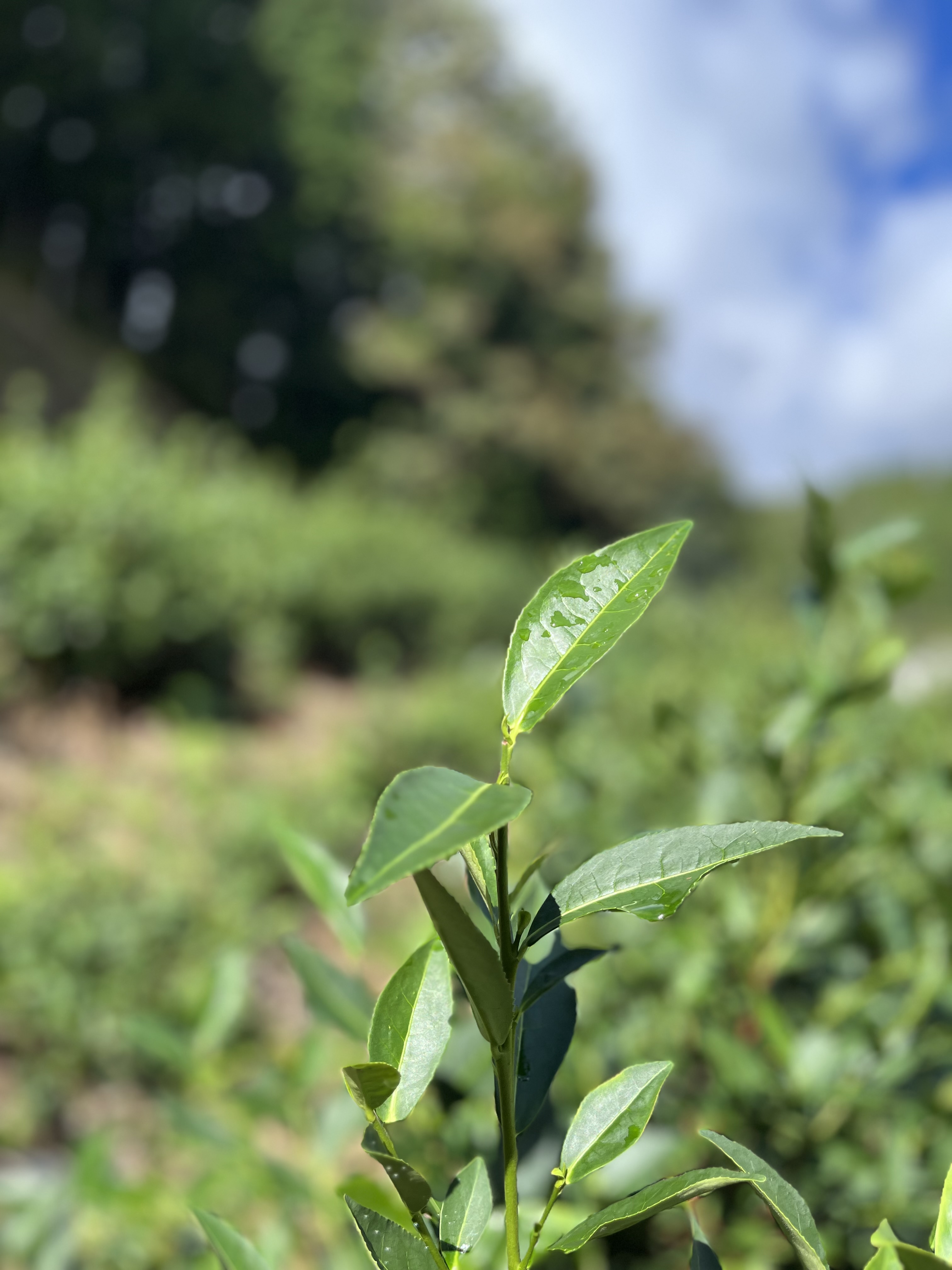 「べにふうき」園はモッサモサ!