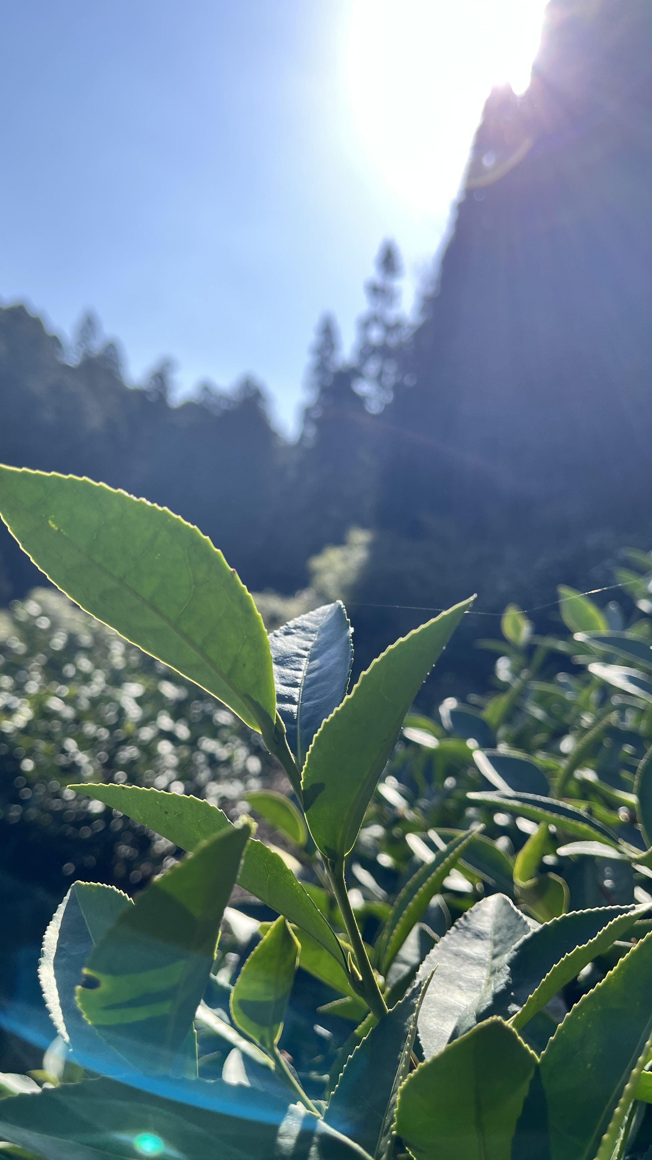 【茶畑つうしん】汗をかきながら