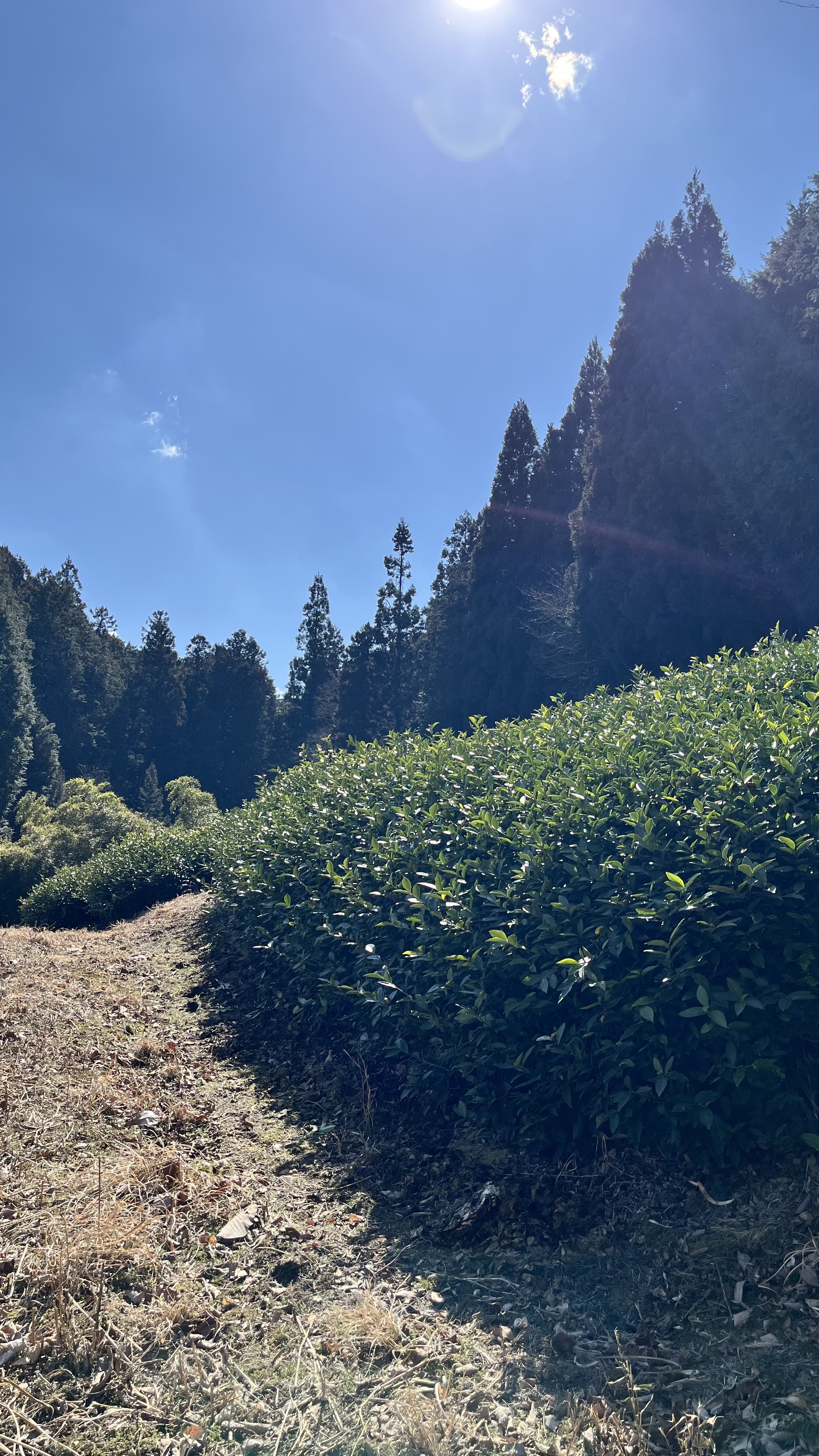 心地よい陽射しの中で