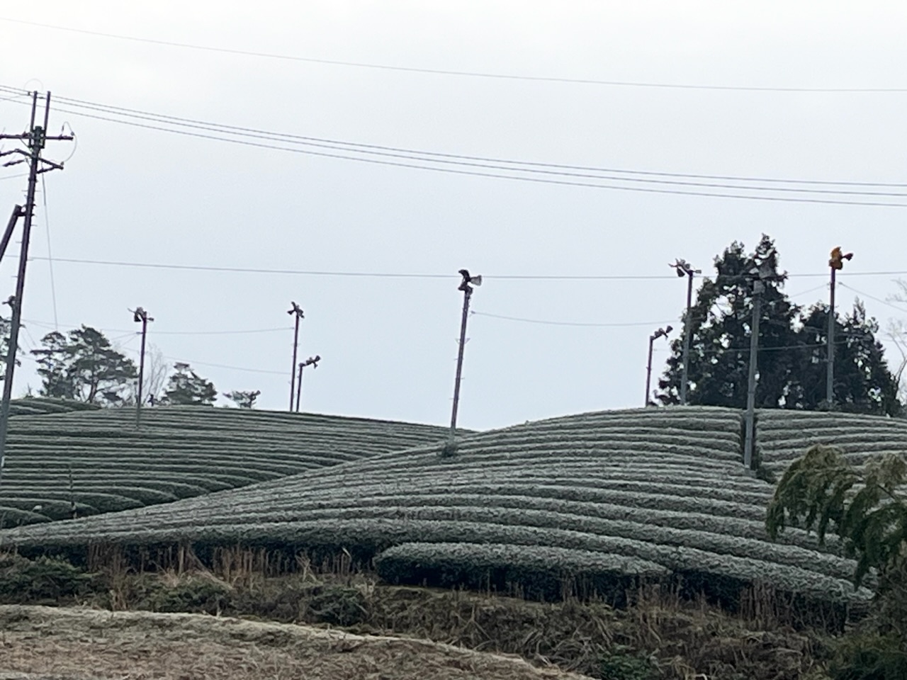 道直し…