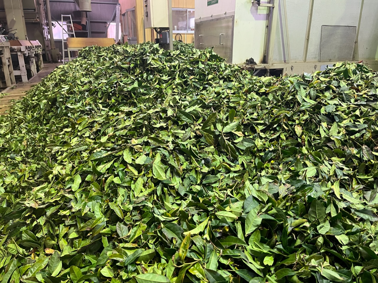 2023/03/18 【春番茶】工場にて。