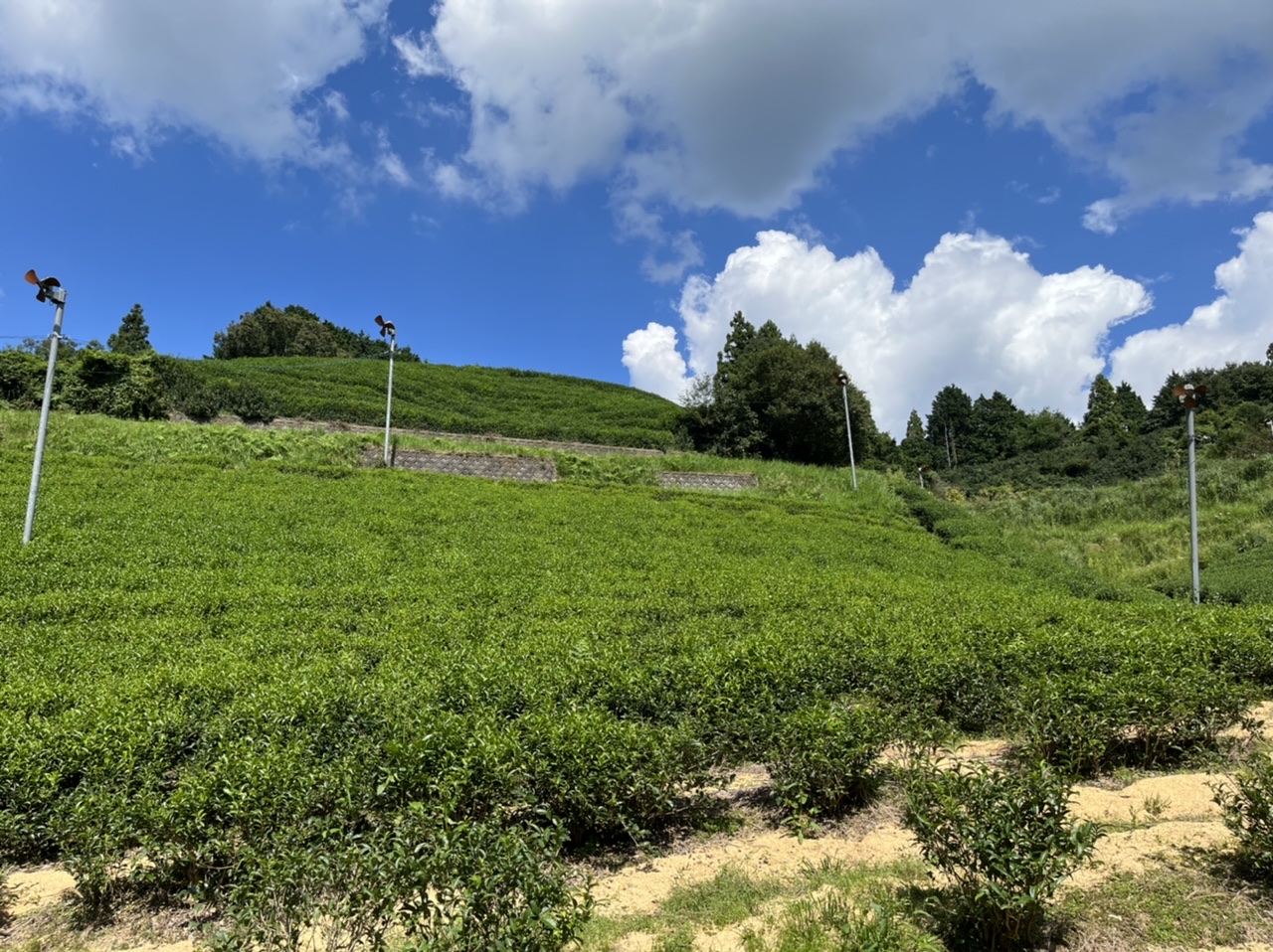 2022/09/11 城州ゆたに山口製茶処さん茶園にて。