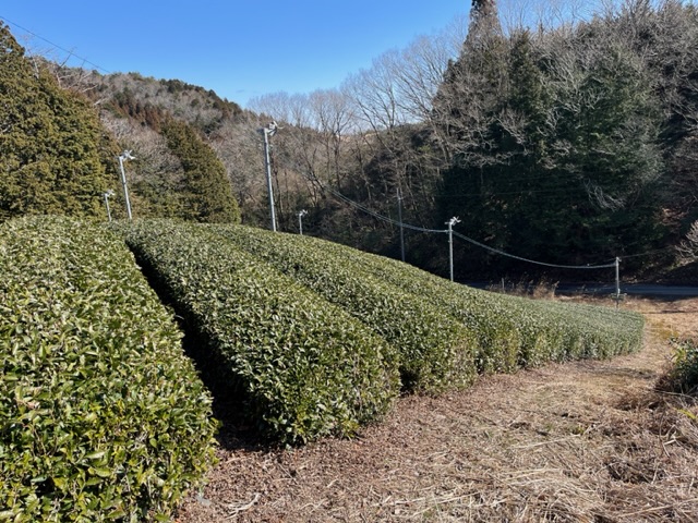 春の施肥も佳境に。