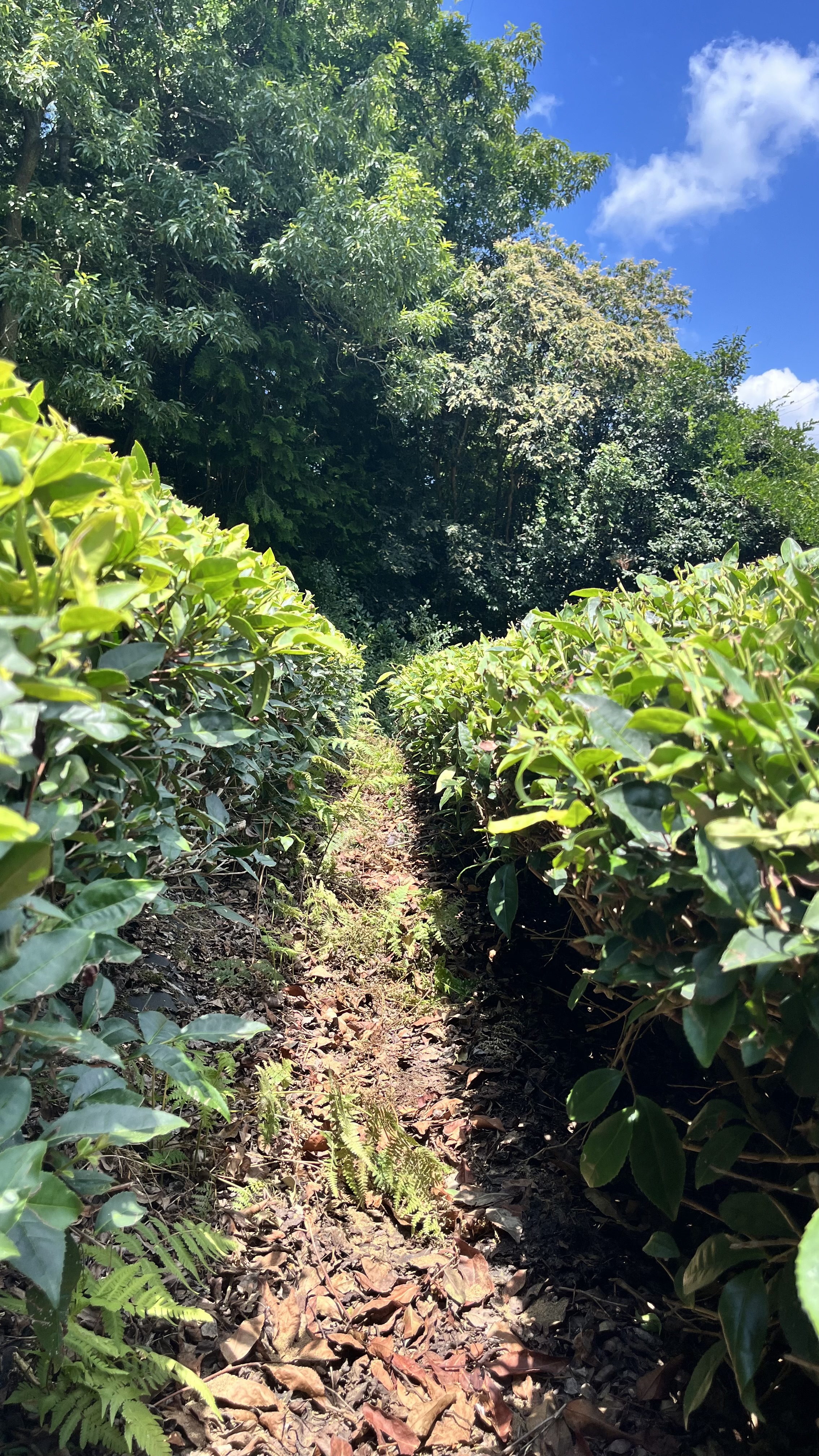 今年の新茶シーズンが無事終わりました。