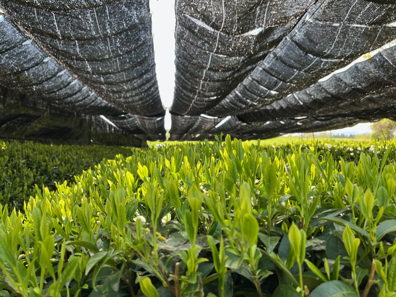 2023/04/24. 今年の新茶は早め。