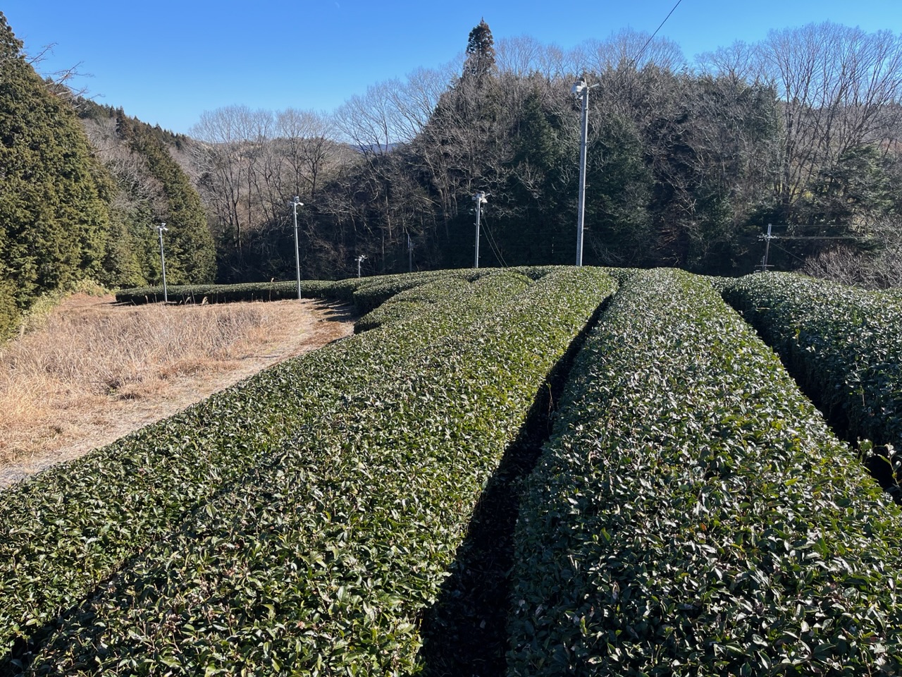 快晴の茶畑〜非化学肥料・農薬不使用茶畑の様子と道直し〜