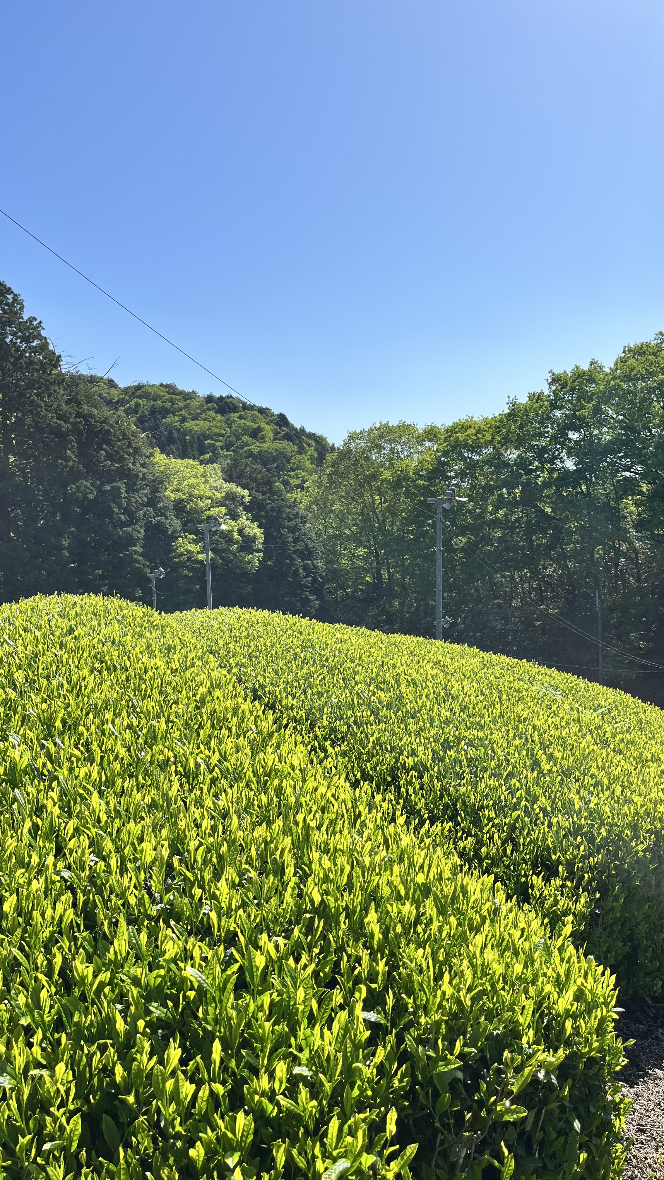 一番茶摘採スタート