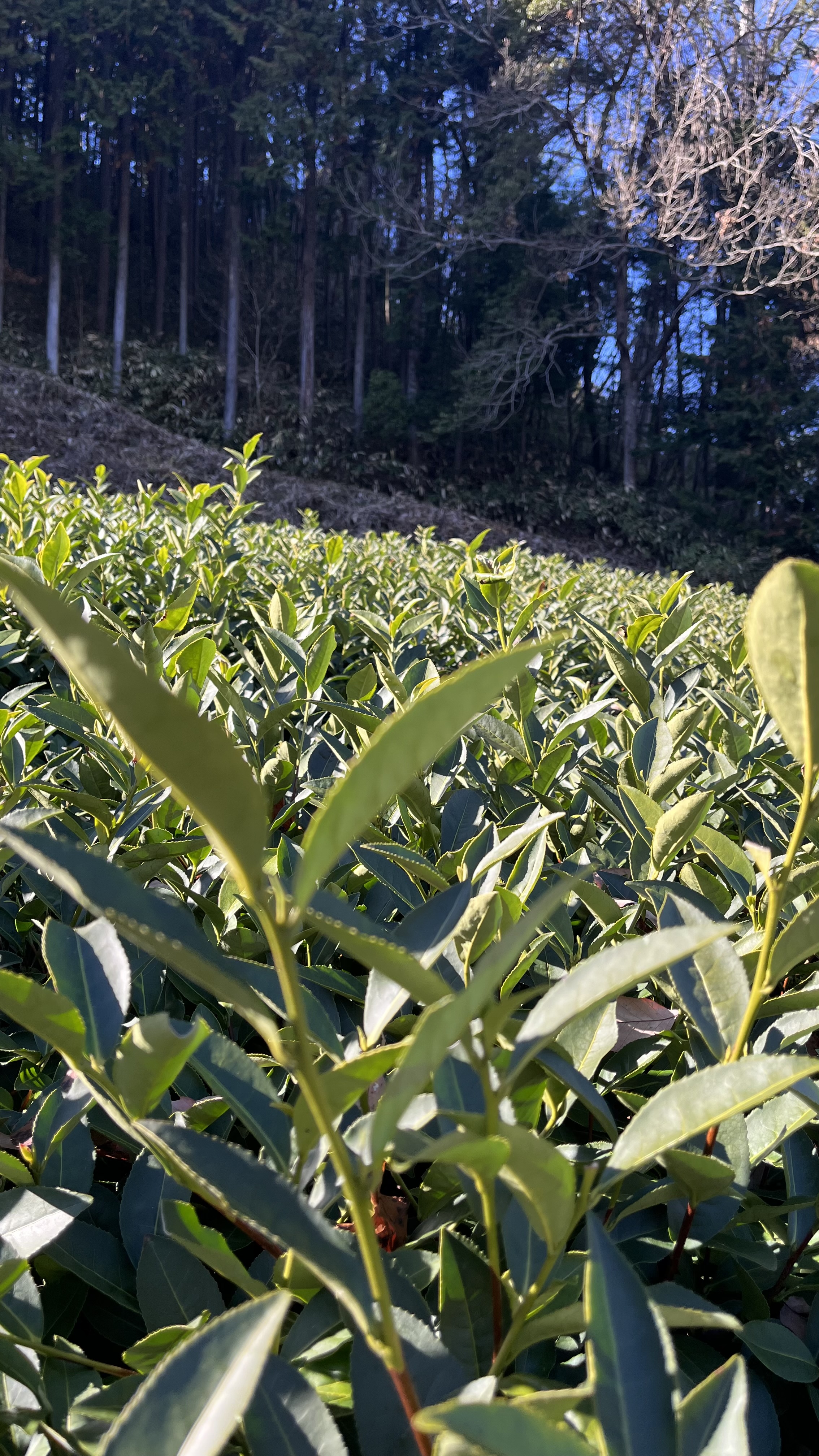 【茶畑つうしん】快晴で気持ちよく
