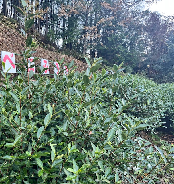 今年最後の作業