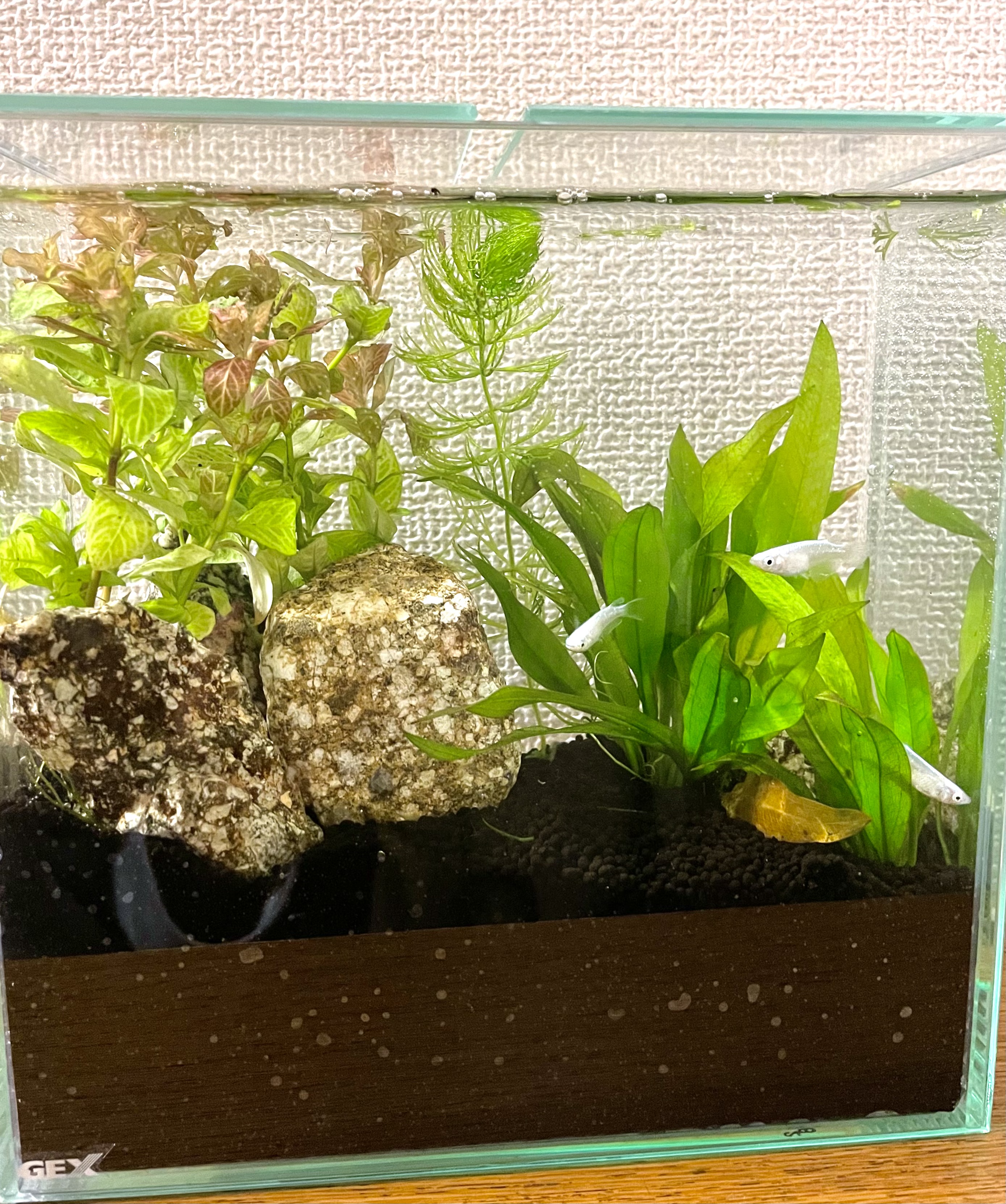 鮮やかなヤラメ