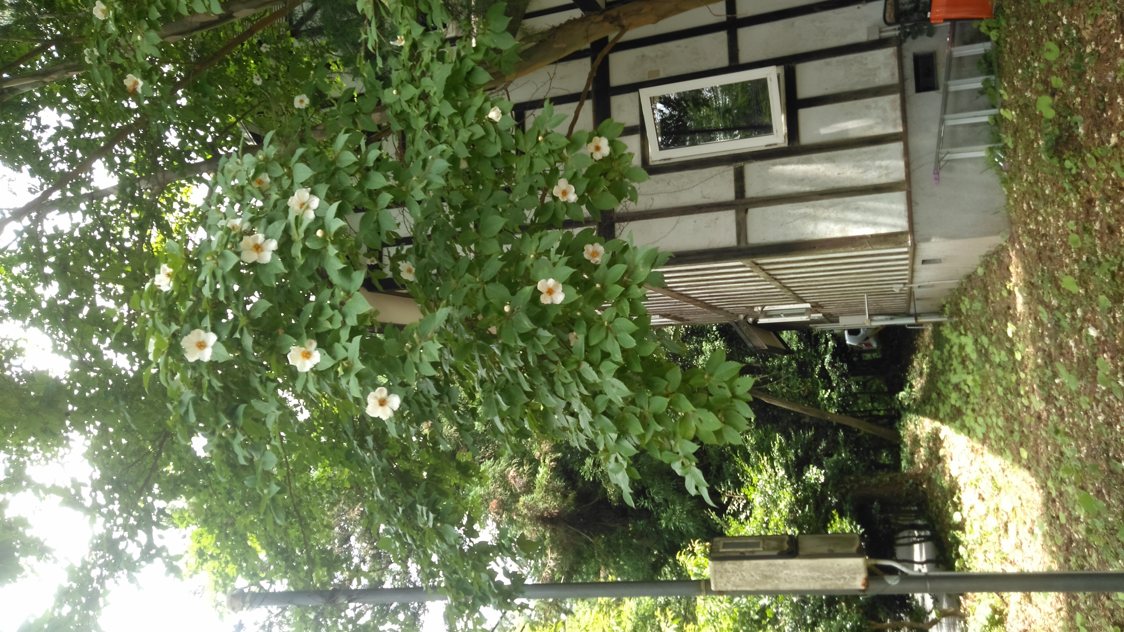 梅雨の晴れ間に木漏れ日も優しくナツツバキの白い花が際立っています。足元には白くなる程の１日花が一杯で