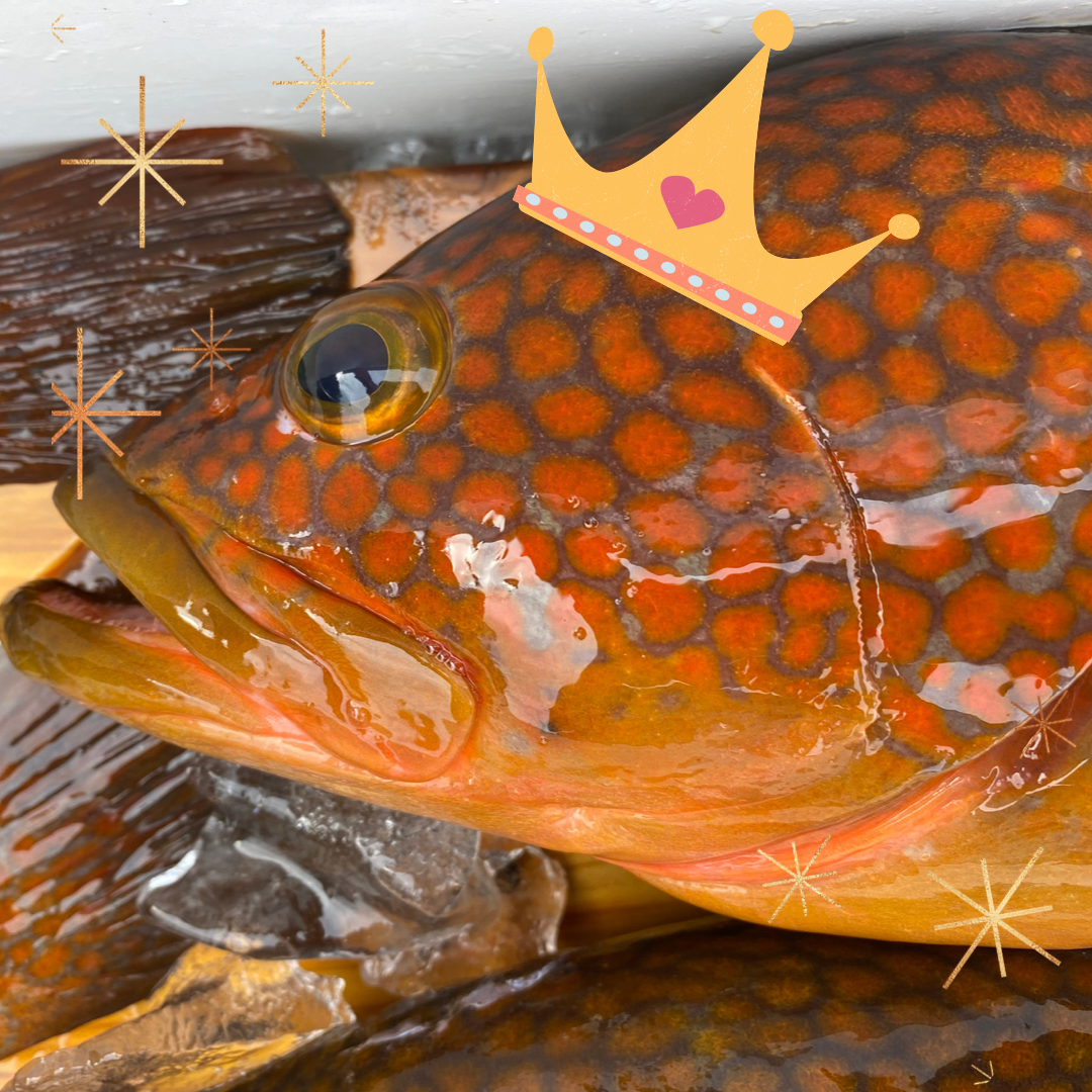 ハタ界のお姫さま✨