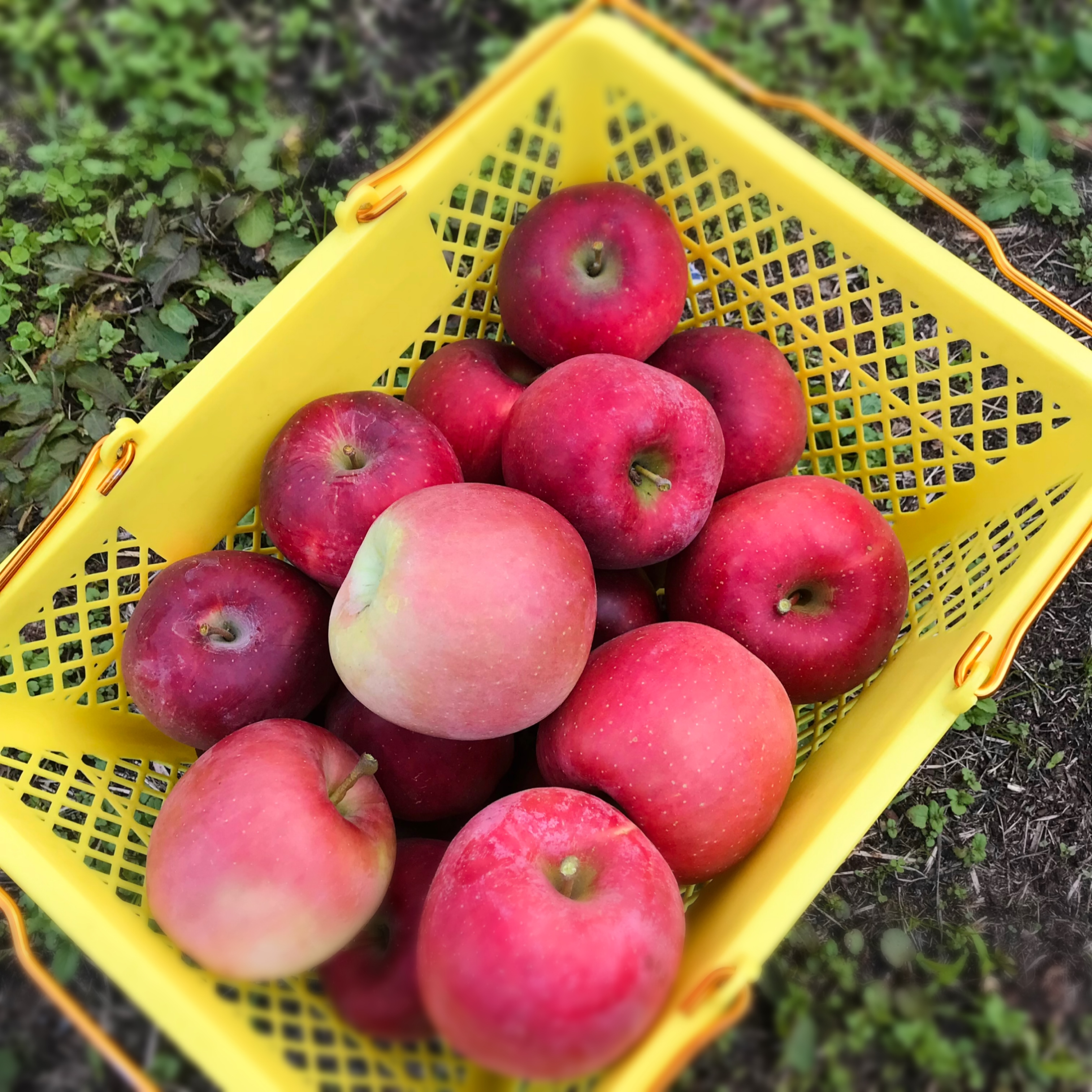 りんごの買付けに行ってきました🍎