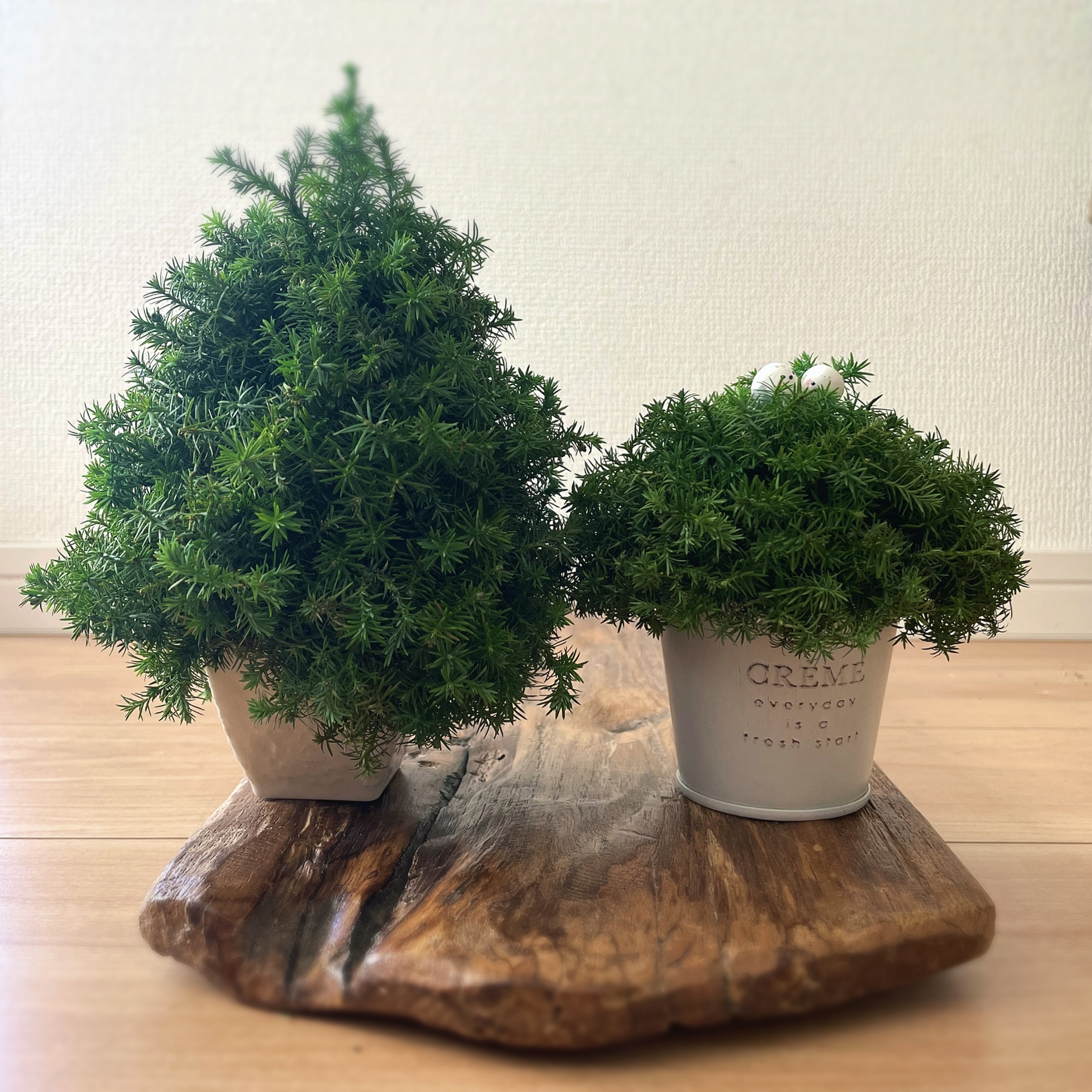12月10日、八王子でミニツリーのワークショップ🌲