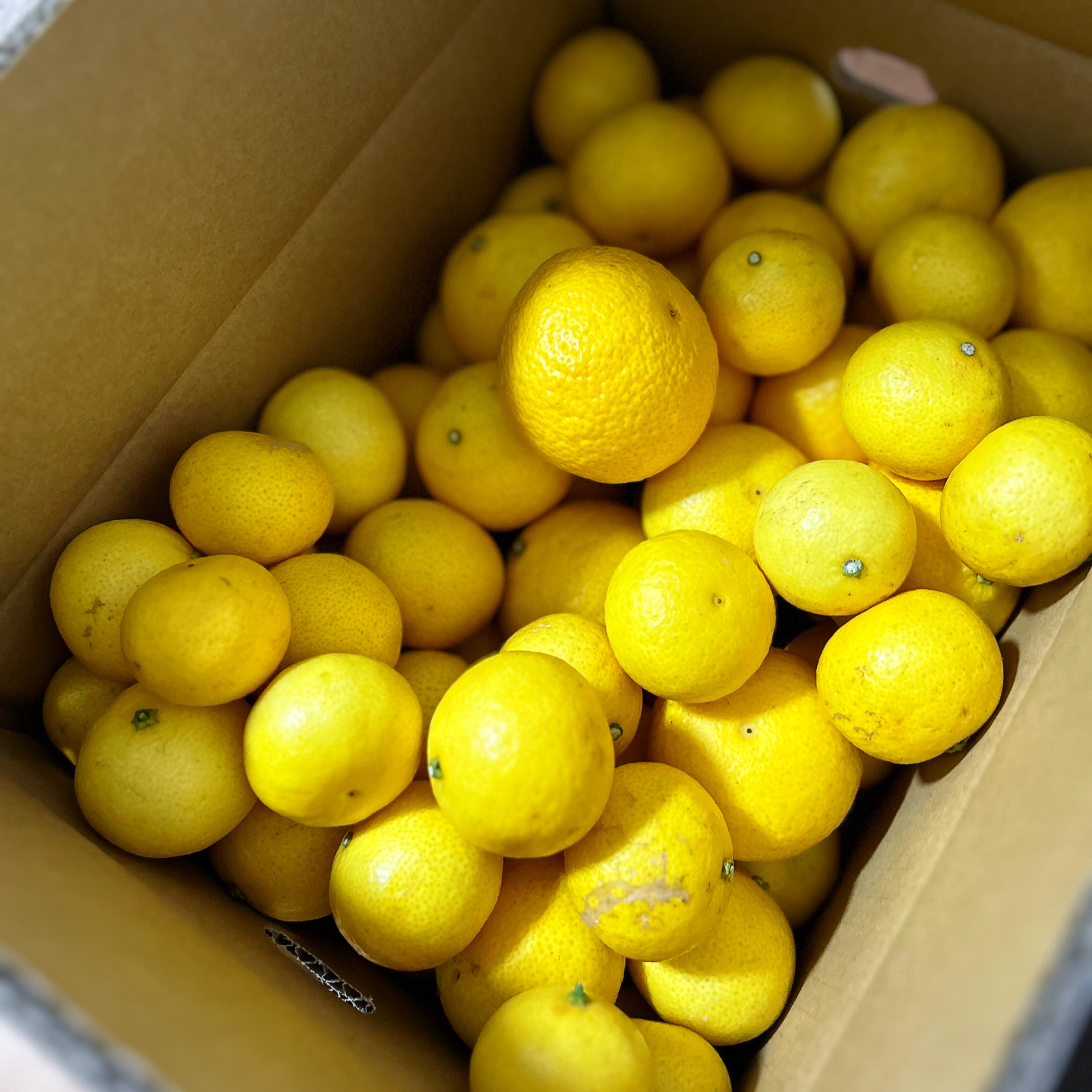 湘南ゴールド🍊買いに行きました
