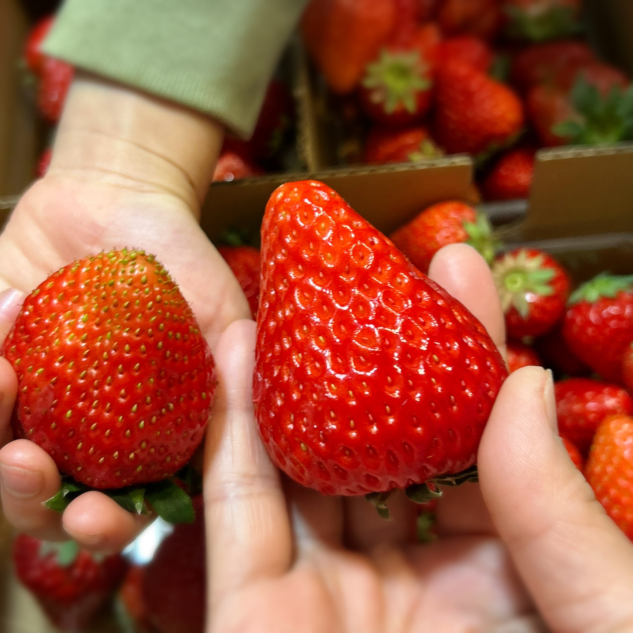 今年のいちごは大きいぞ🍓
