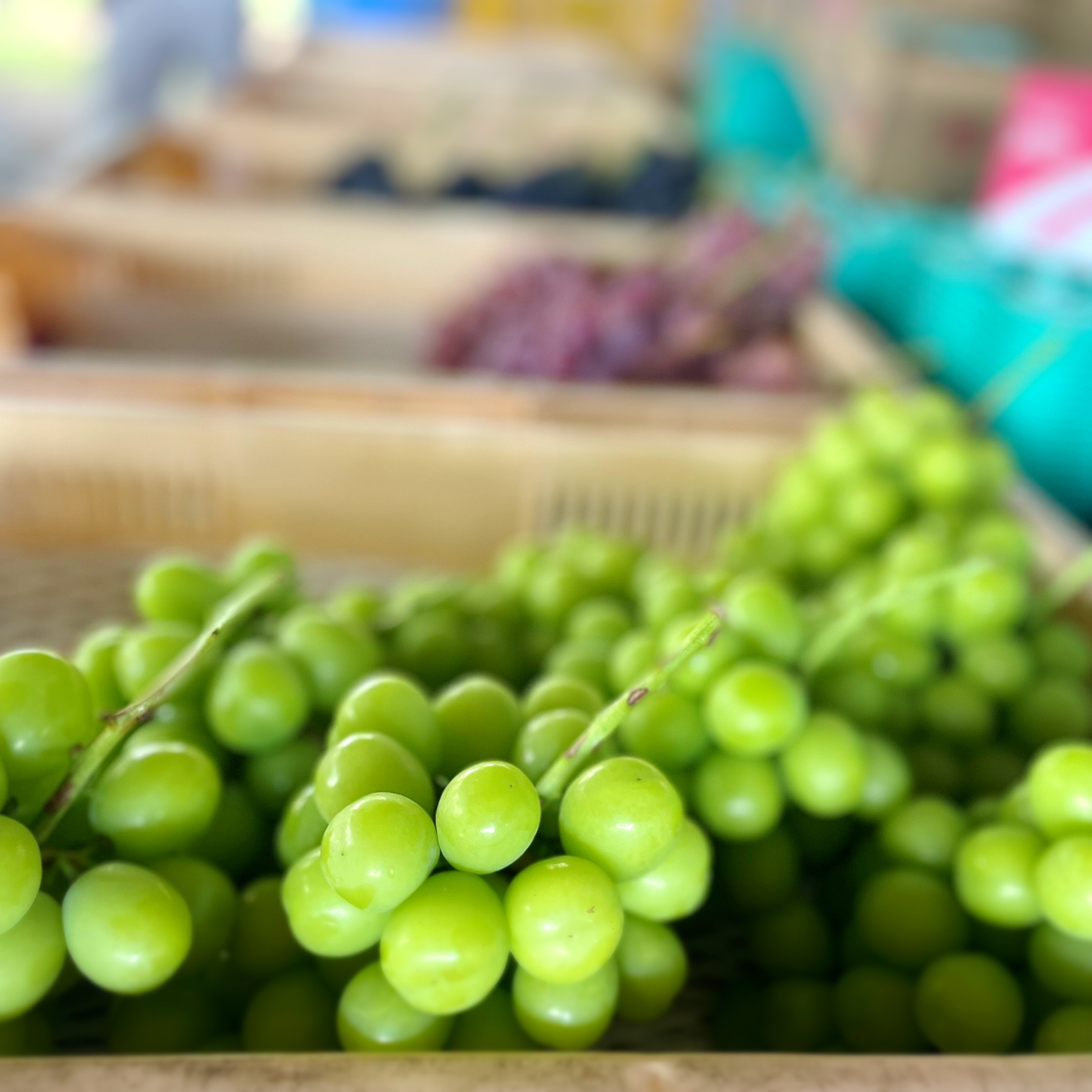 ぶどうの季節🍇