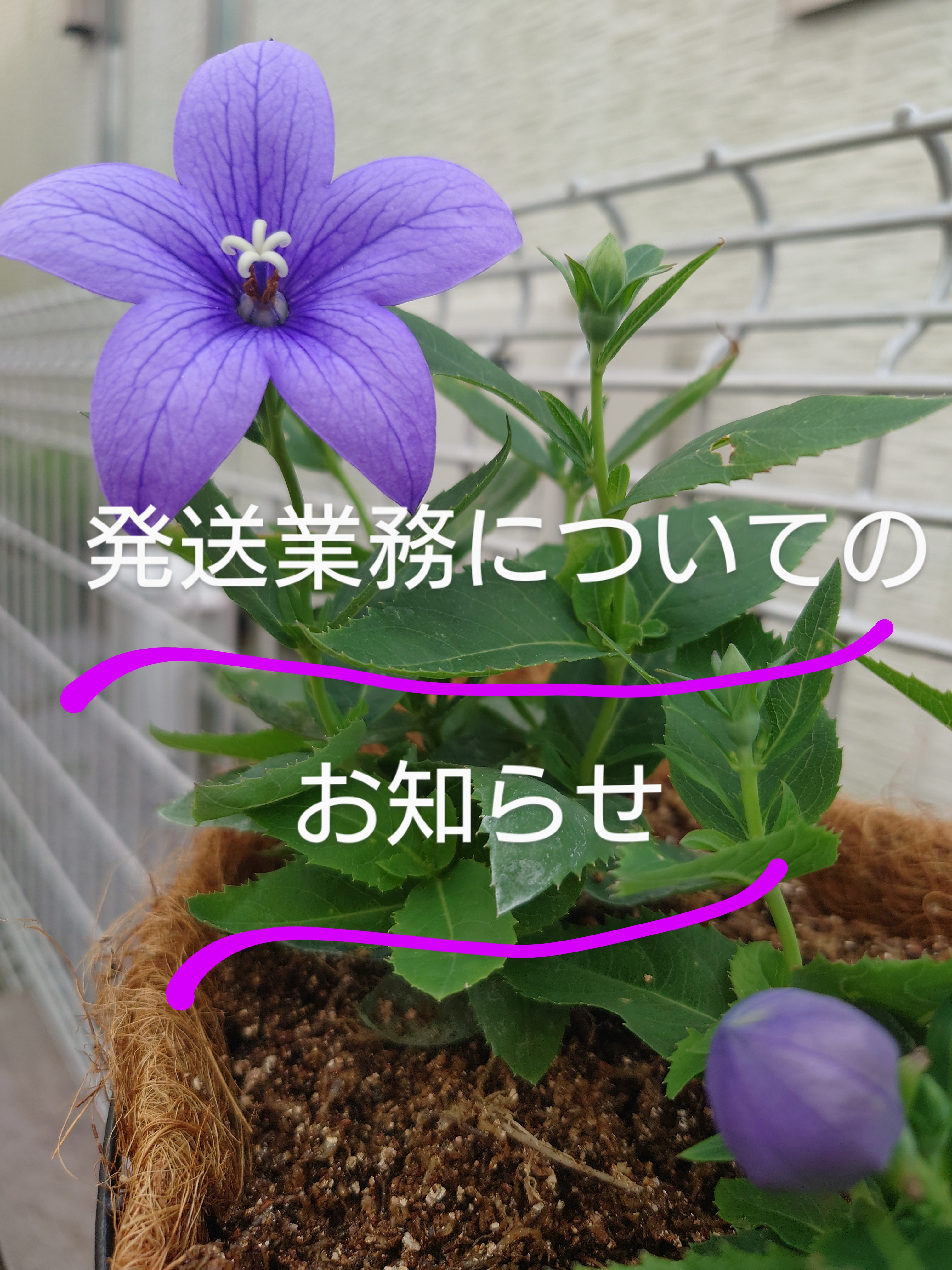発送業務お休みのお知らせ