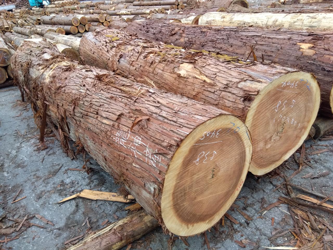 ウッドメッセ奈良へ原木の仕入れ!龍神産の杉です。