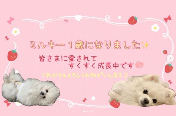 ミルキー1歳になりました♪