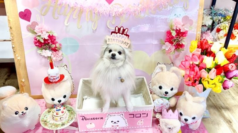 5月14日は看板犬ミルキーの２才のお誕生日♪