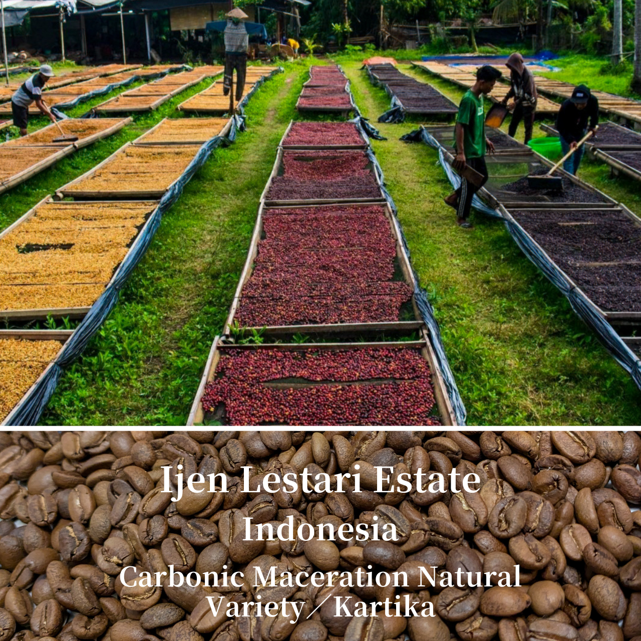 鮮明なグレープを感じる浅煎りのインドネシア