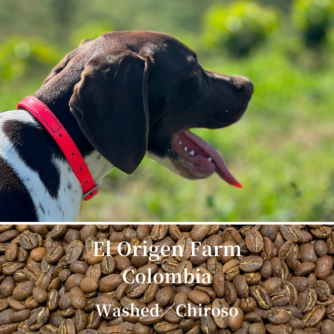 コロンビアの、Chiroso Washedをアップしました！